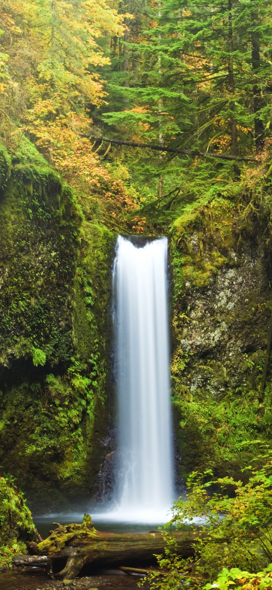 Wasserfälle Mitten im Wald. Wallpaper in 1125x2436 Resolution