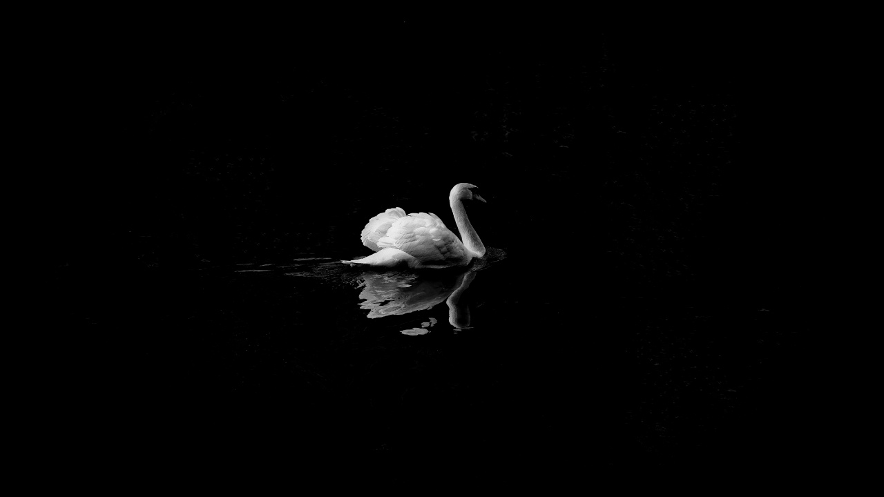 White Swan on Water During Daytime. Wallpaper in 1280x720 Resolution