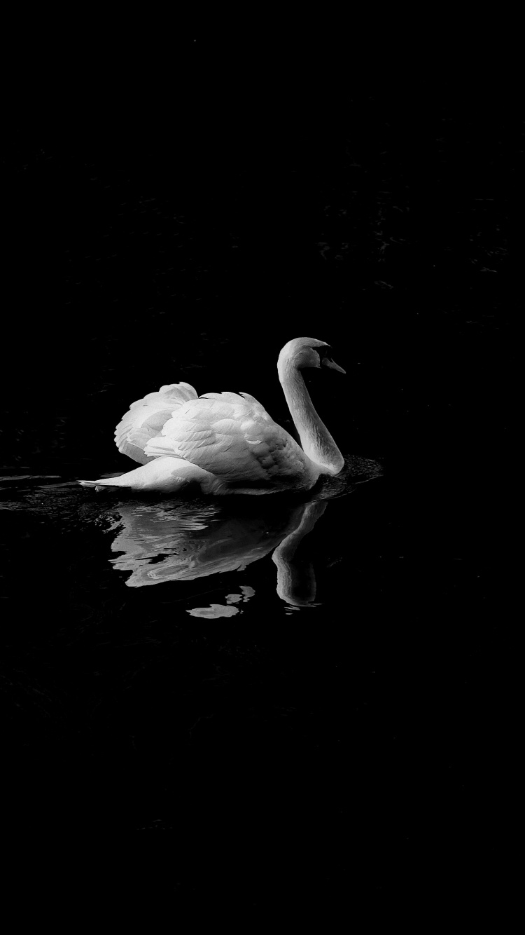 White Swan on Water During Daytime. Wallpaper in 750x1334 Resolution