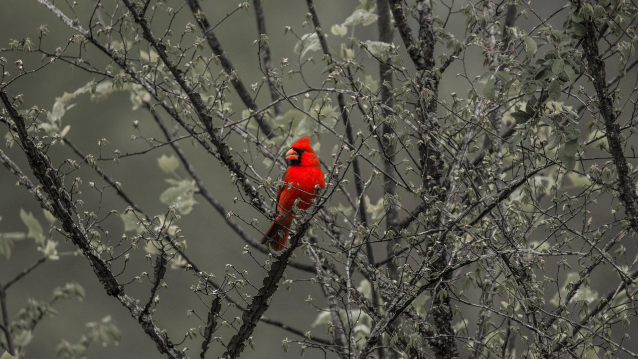 Tree, Plant, Twig, Freezing, Beak. Wallpaper in 1280x720 Resolution