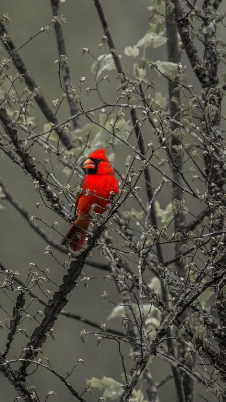 Tree, Plant, Twig, Freezing, Beak. Wallpaper in 720x1280 Resolution