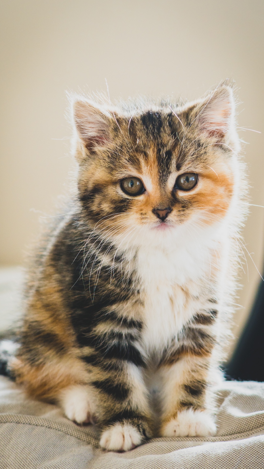 Mignon Chat Marron Blanc Noir, Chaton, Chat Tigré, Chat Persan, Chat Manx. Wallpaper in 1080x1920 Resolution