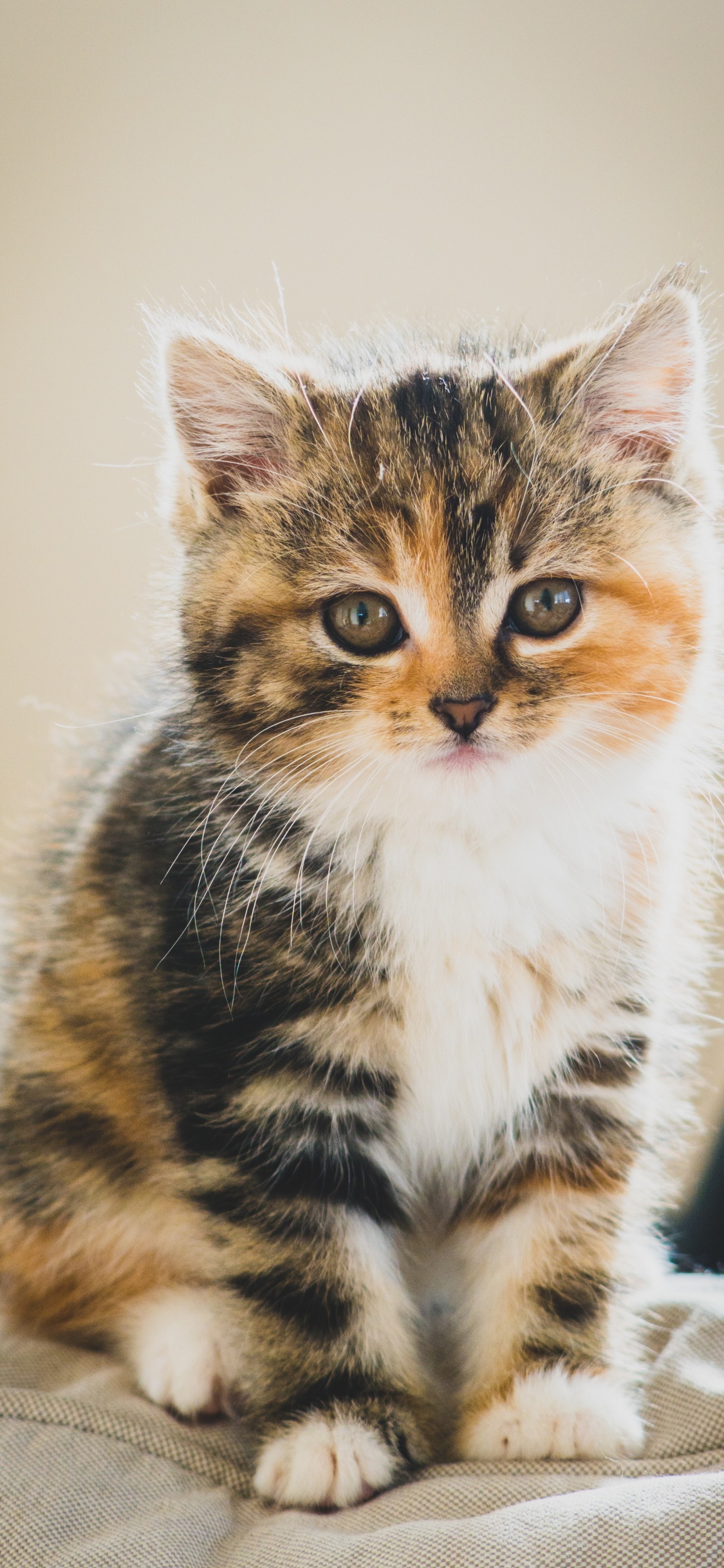 Mignon Chat Marron Blanc Noir, Chaton, Chat Tigré, Chat Persan, Chat Manx. Wallpaper in 1125x2436 Resolution