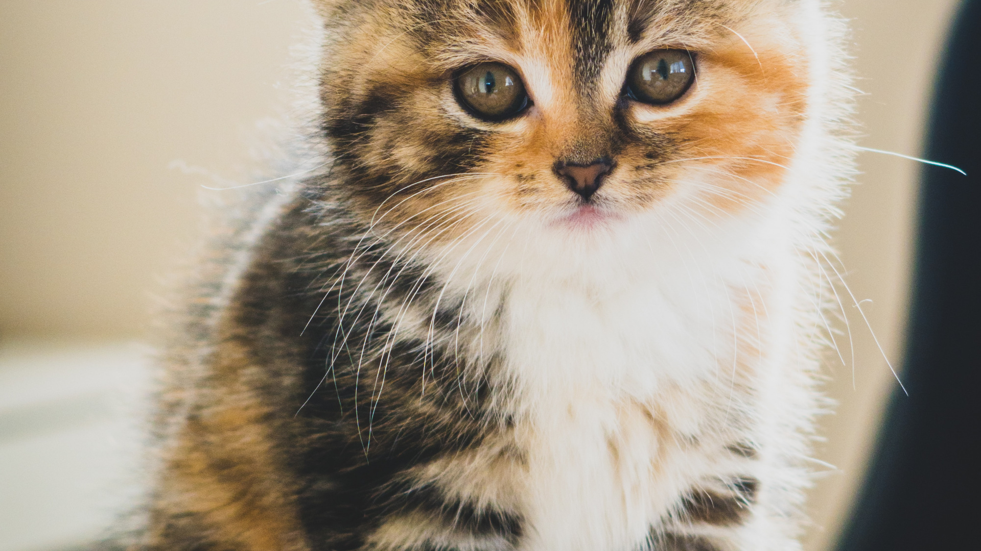 Mignon Chat Marron Blanc Noir, Chaton, Chat Tigré, Chat Persan, Chat Manx. Wallpaper in 1920x1080 Resolution