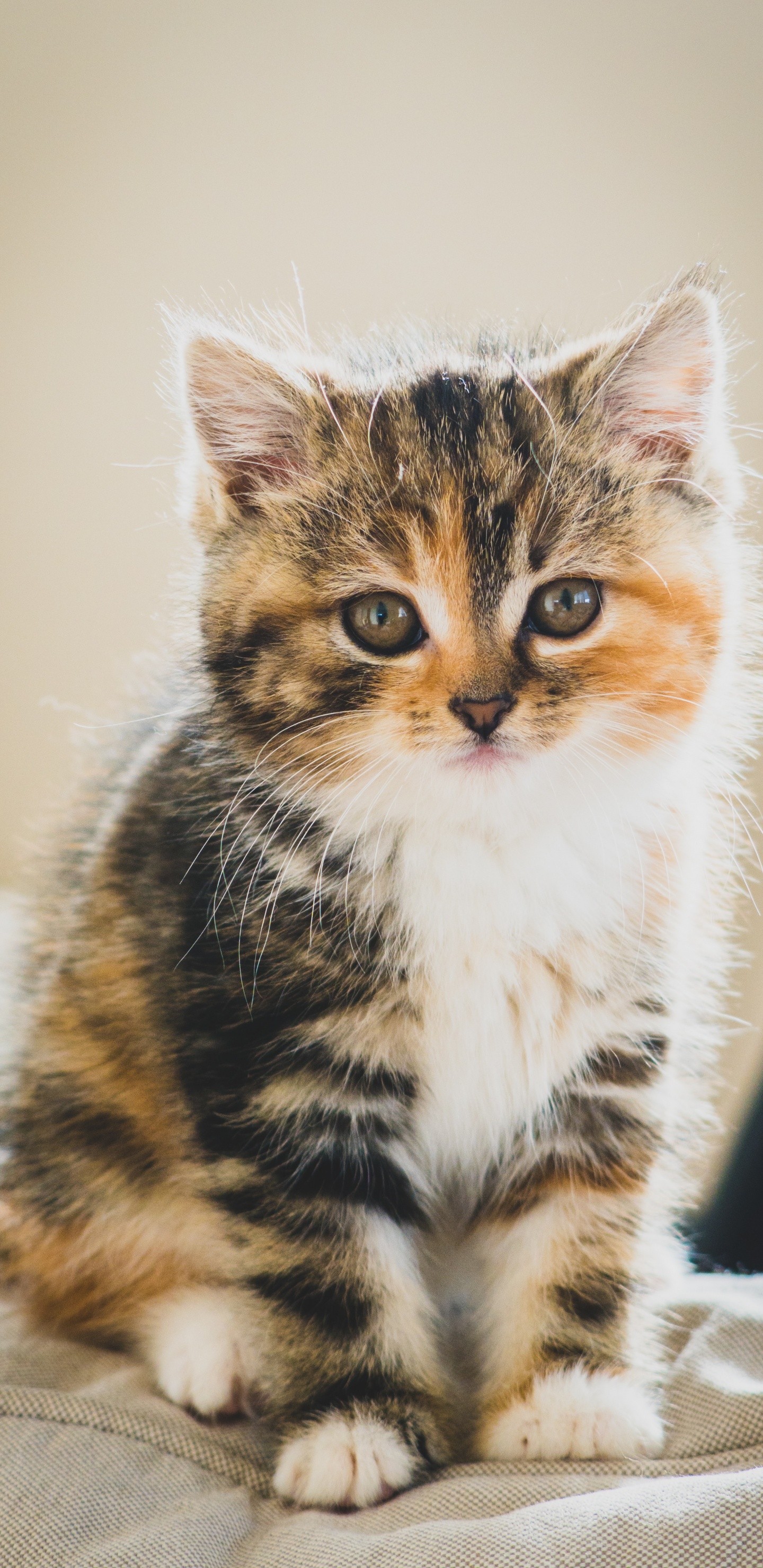 Süße Katze Braun Weiß Schwarz, Kätzchen, Tabby-Katze, Perserkatze, Manx Katze. Wallpaper in 1440x2960 Resolution