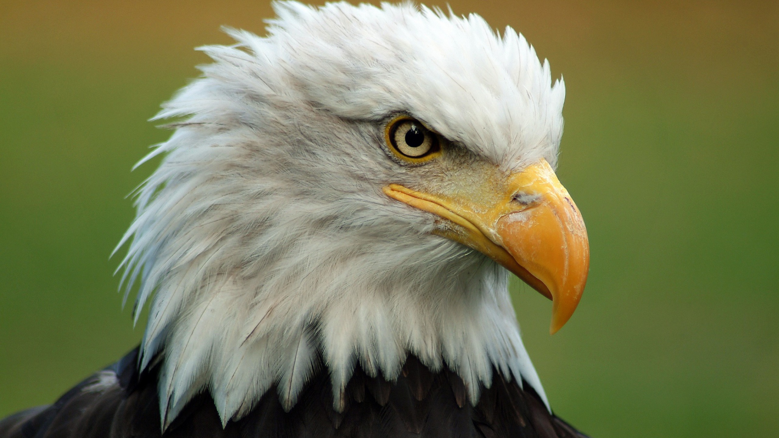 White and Black Eagle Head. Wallpaper in 2560x1440 Resolution