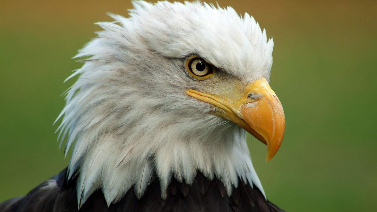 Tête D'aigle Blanc et Noir. Wallpaper in 1280x720 Resolution