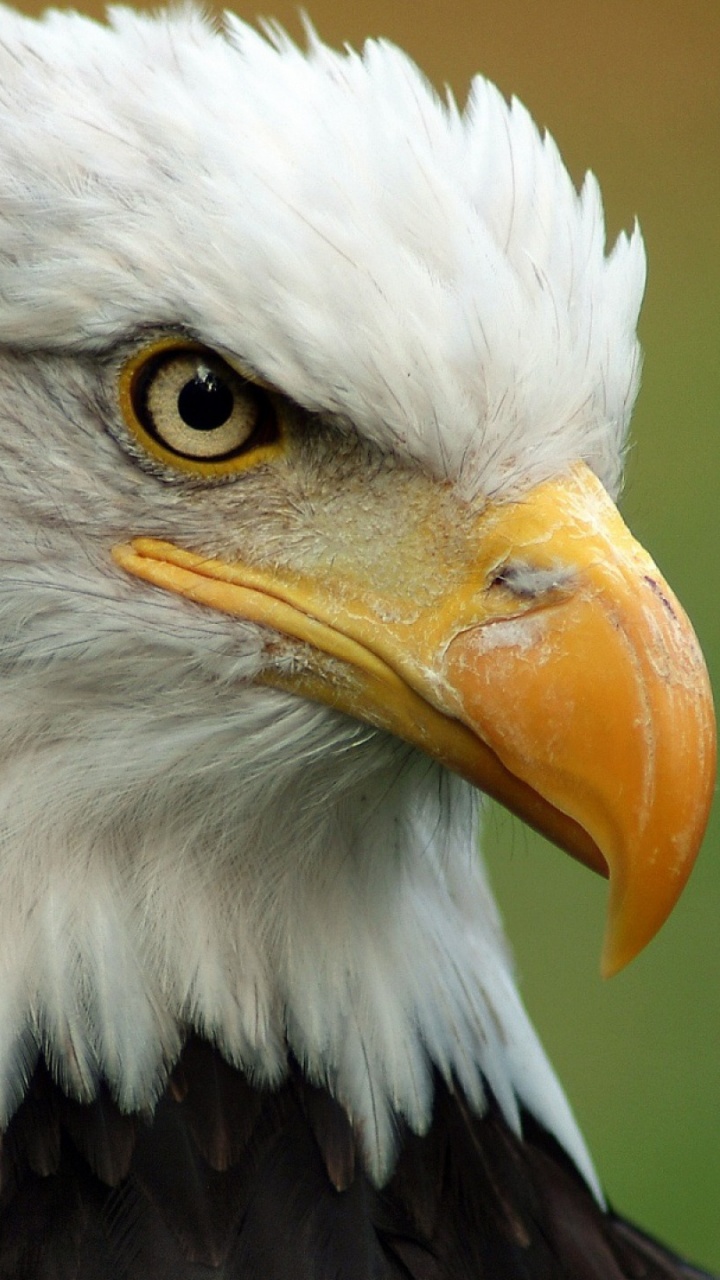 Tête D'aigle Blanc et Noir. Wallpaper in 720x1280 Resolution