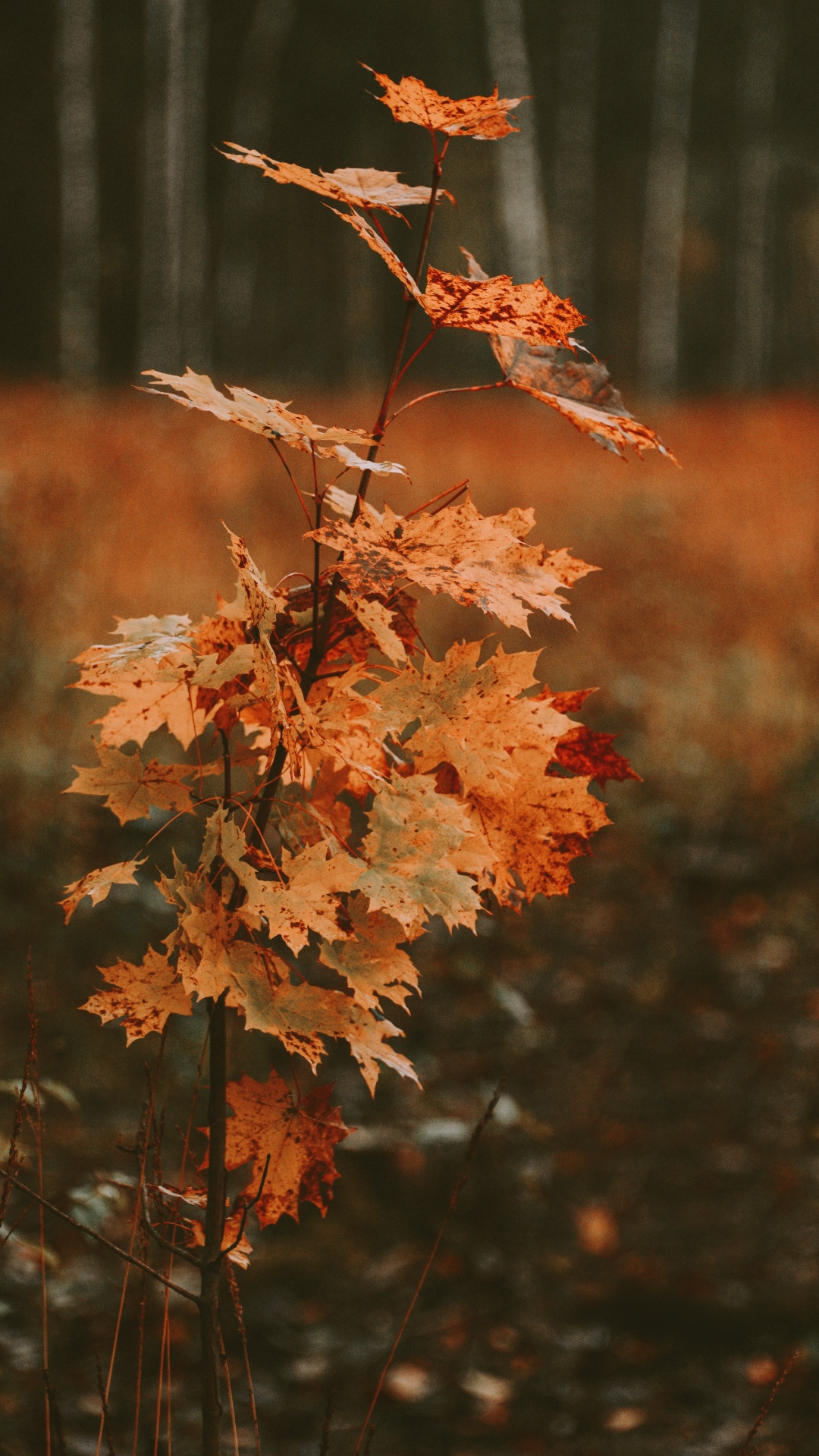 Blatt, Baum, Schwarzer Ahorn, Zweig, Herbst. Wallpaper in 1080x1920 Resolution