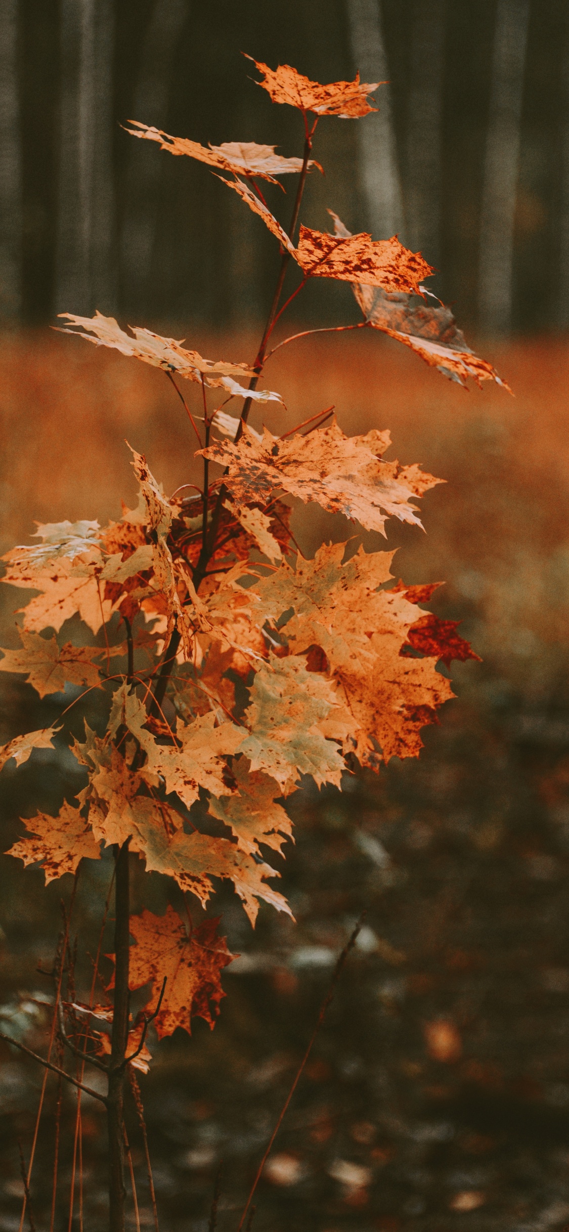 Blatt, Baum, Schwarzer Ahorn, Zweig, Herbst. Wallpaper in 1125x2436 Resolution