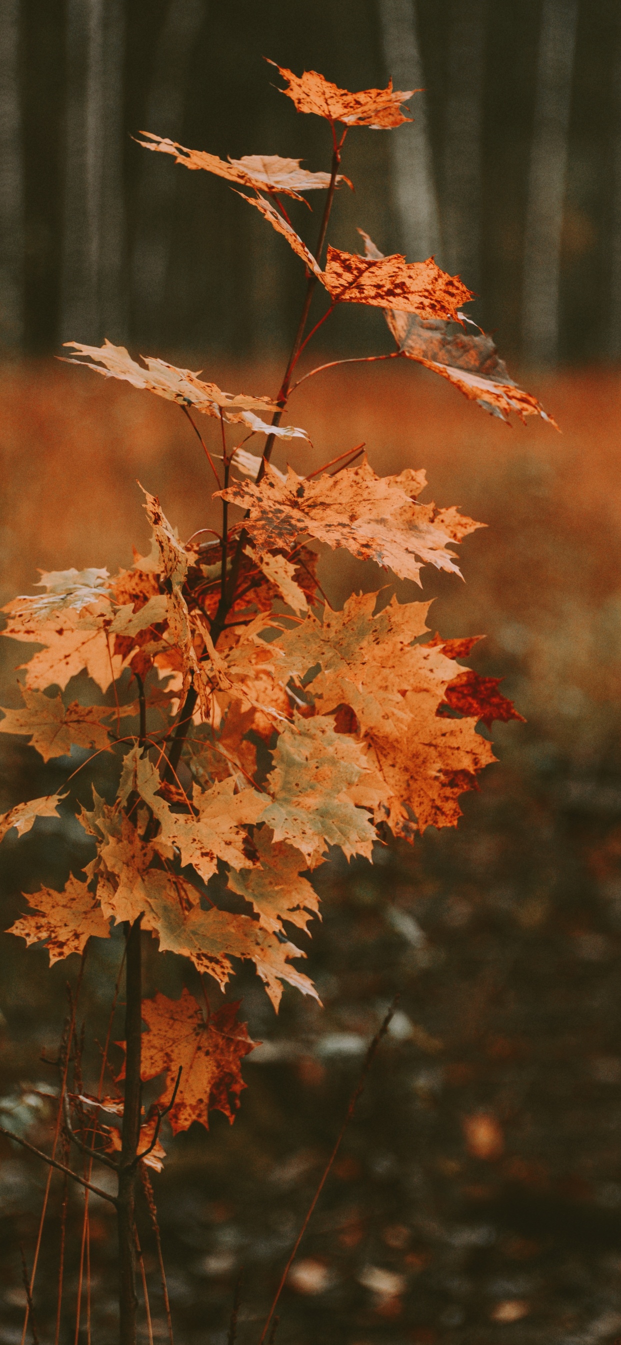 Blatt, Baum, Schwarzer Ahorn, Zweig, Herbst. Wallpaper in 1242x2688 Resolution