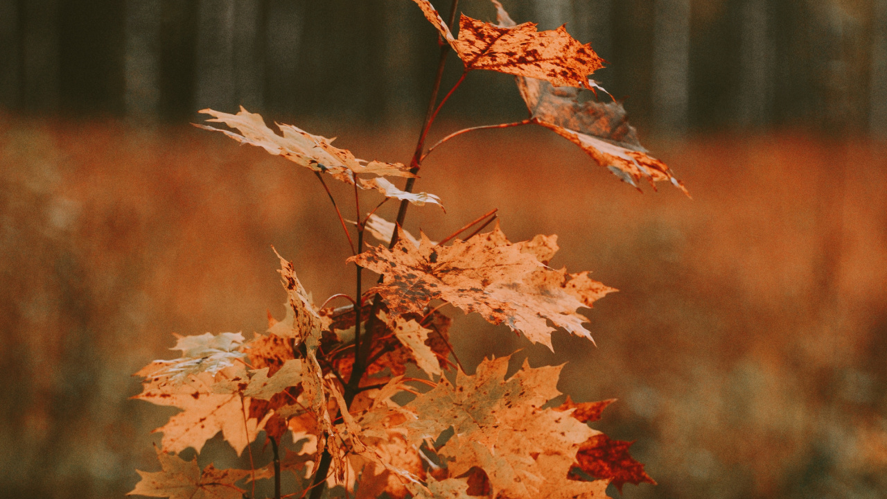 Blatt, Baum, Schwarzer Ahorn, Zweig, Herbst. Wallpaper in 1280x720 Resolution