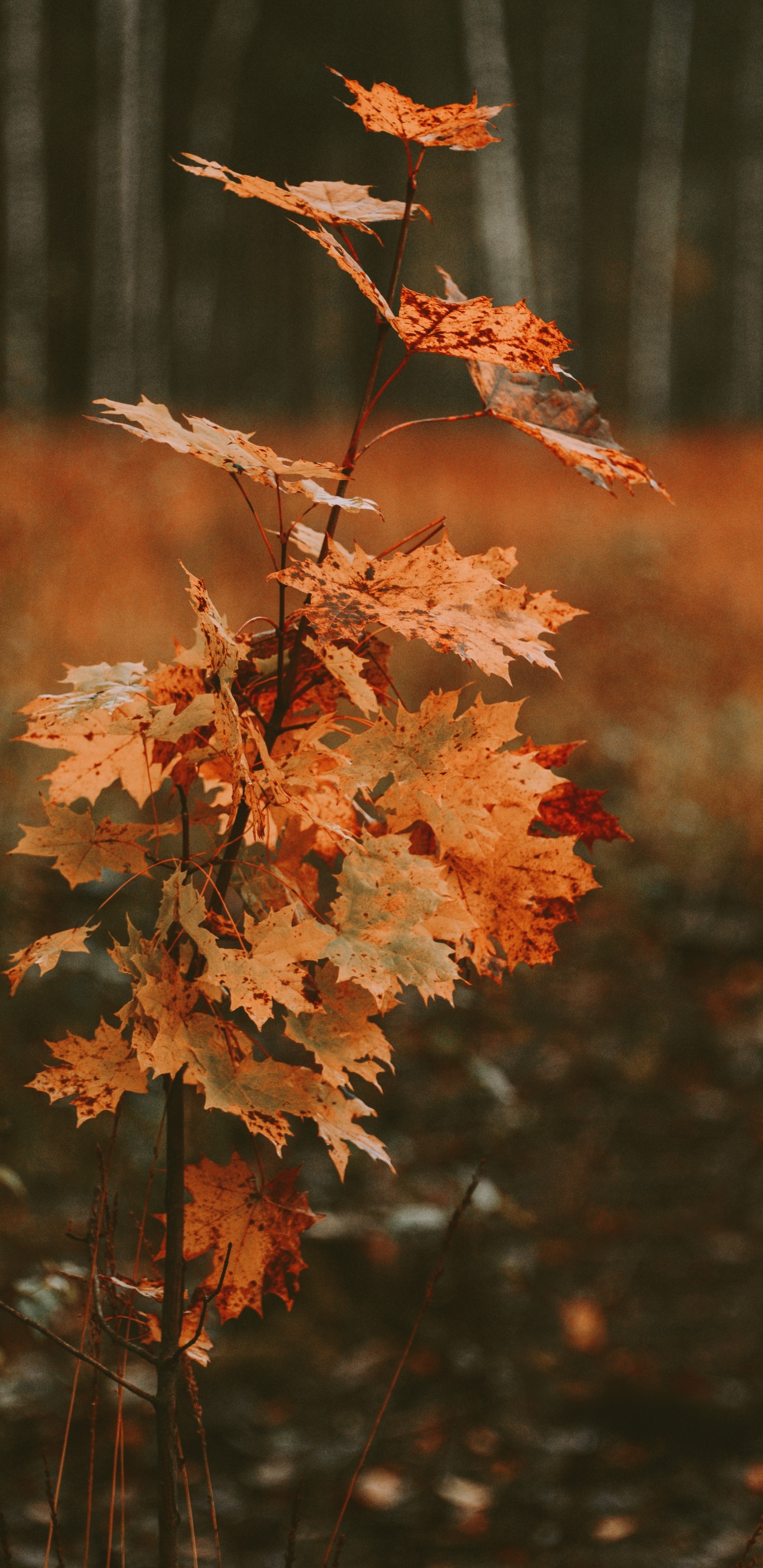 Blatt, Baum, Schwarzer Ahorn, Zweig, Herbst. Wallpaper in 1440x2960 Resolution