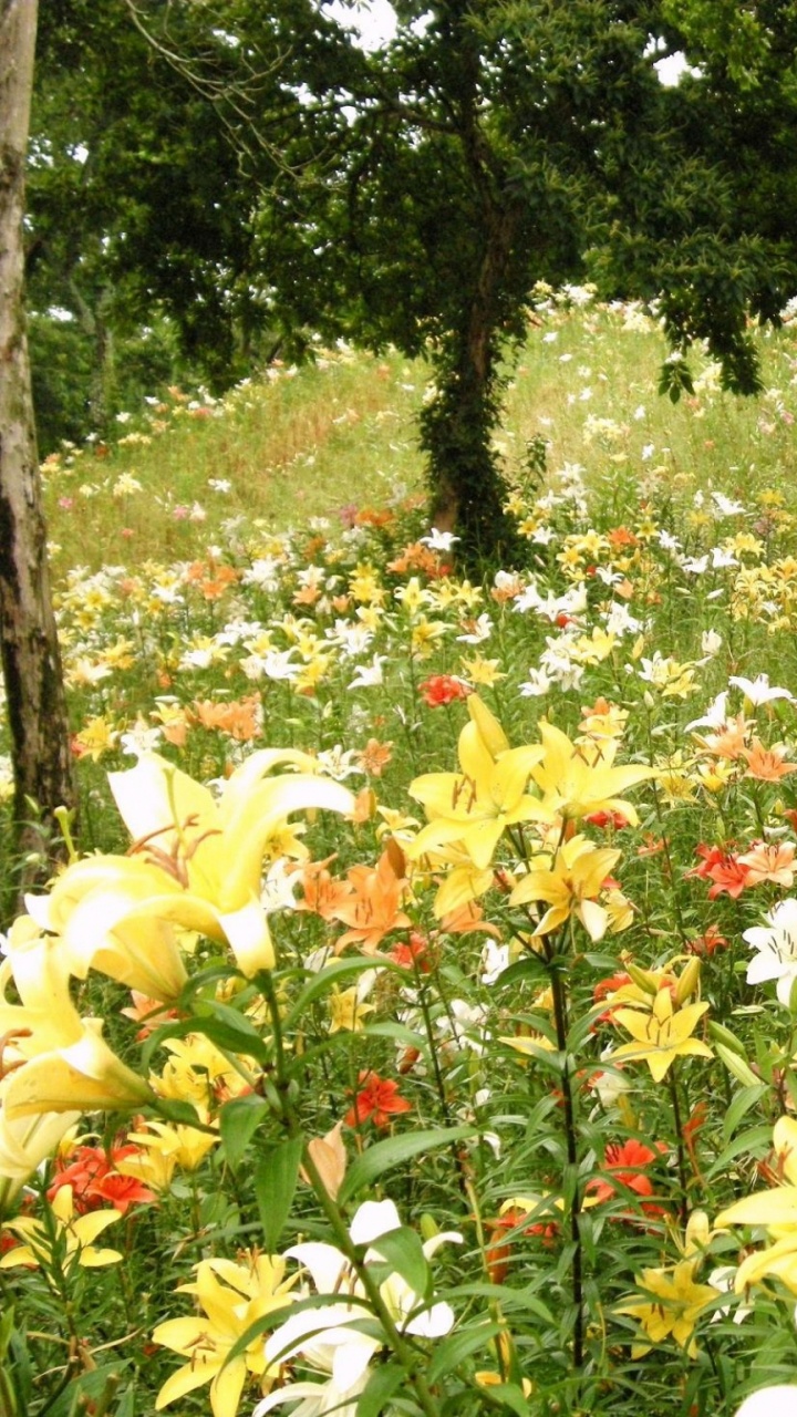 Yellow and Red Flowers on Garden. Wallpaper in 720x1280 Resolution
