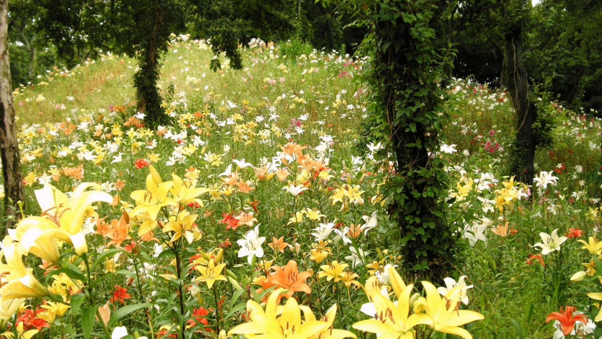 Fleurs Jaunes et Rouges Sur Jardin. Wallpaper in 1920x1080 Resolution