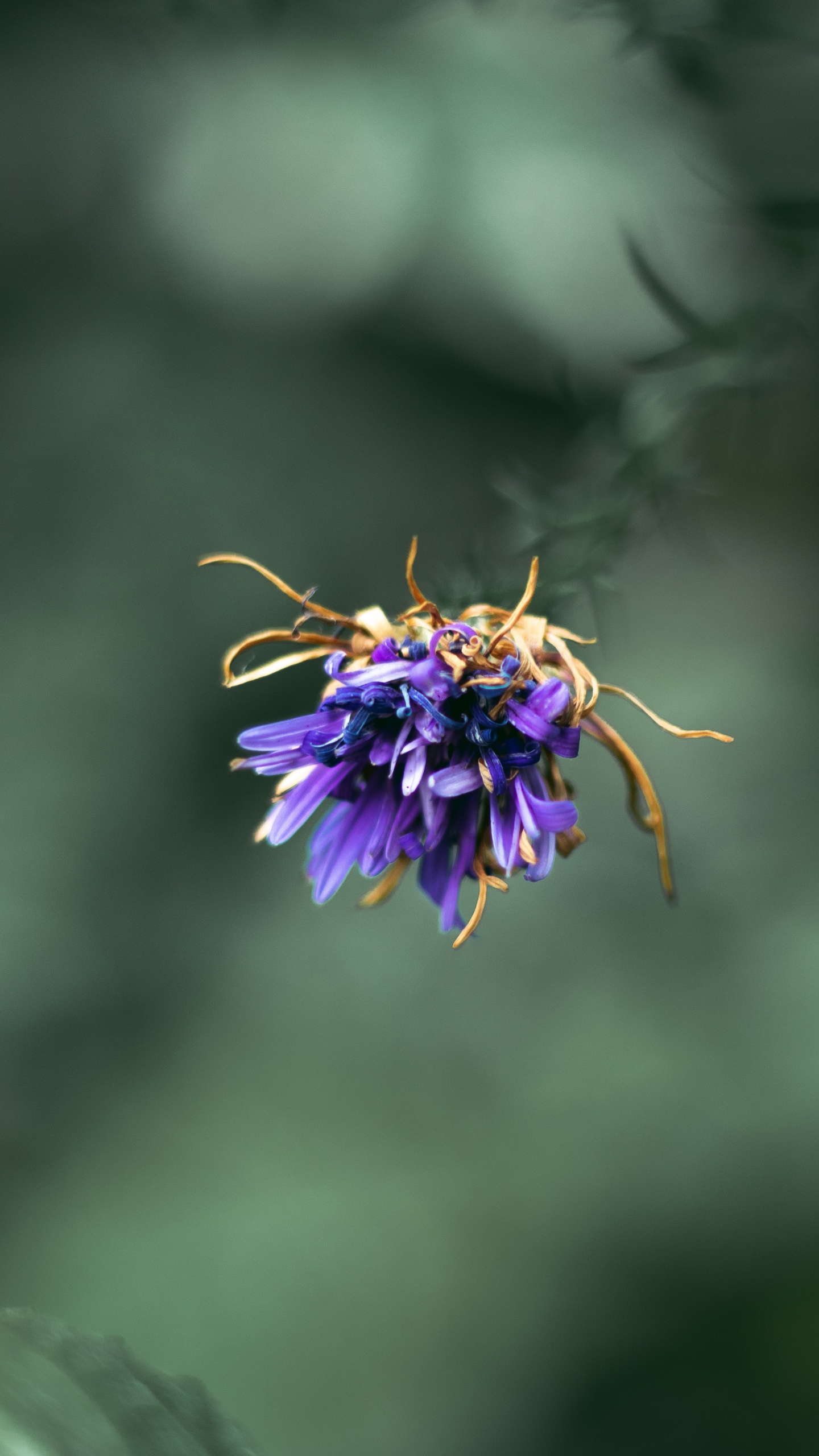 Lila Blume in Tilt-Shift-Linse. Wallpaper in 1440x2560 Resolution