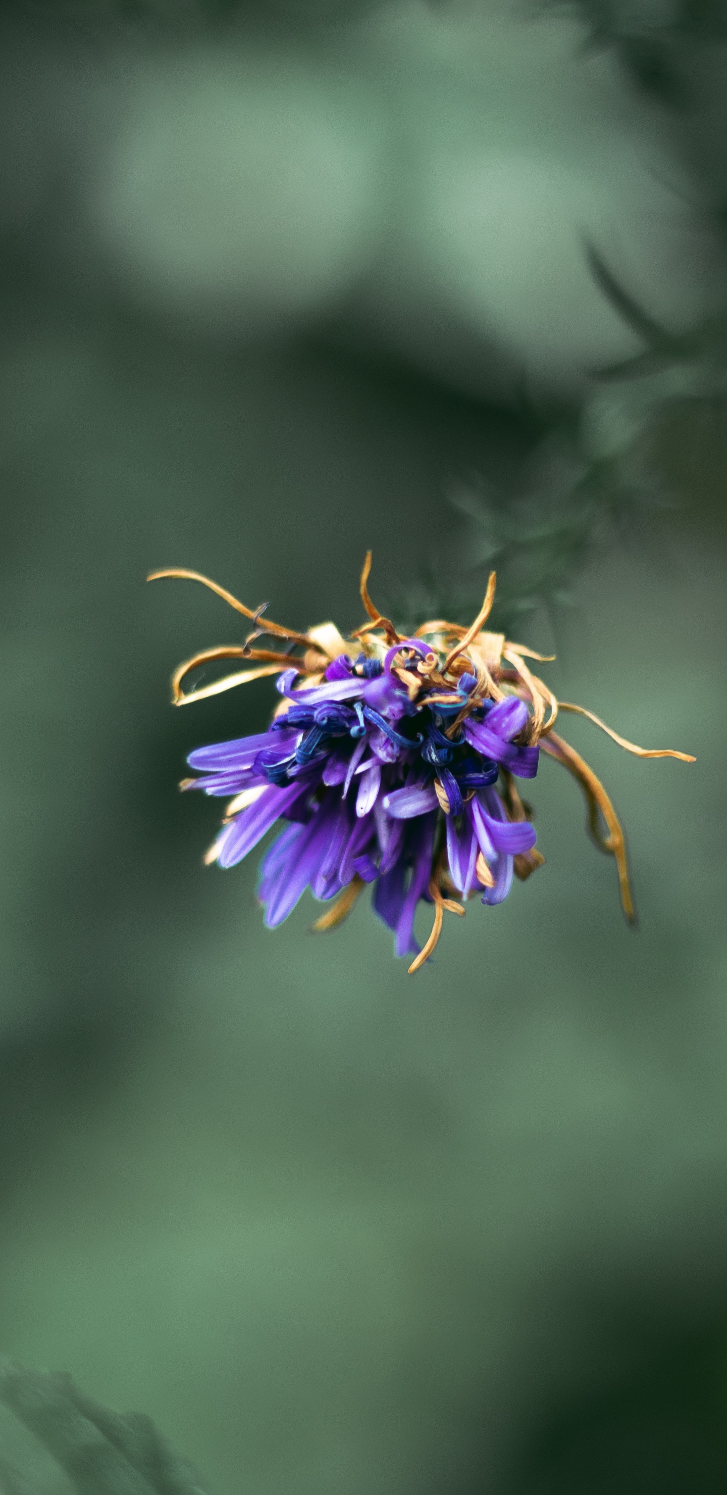 Lila Blume in Tilt-Shift-Linse. Wallpaper in 1440x2960 Resolution