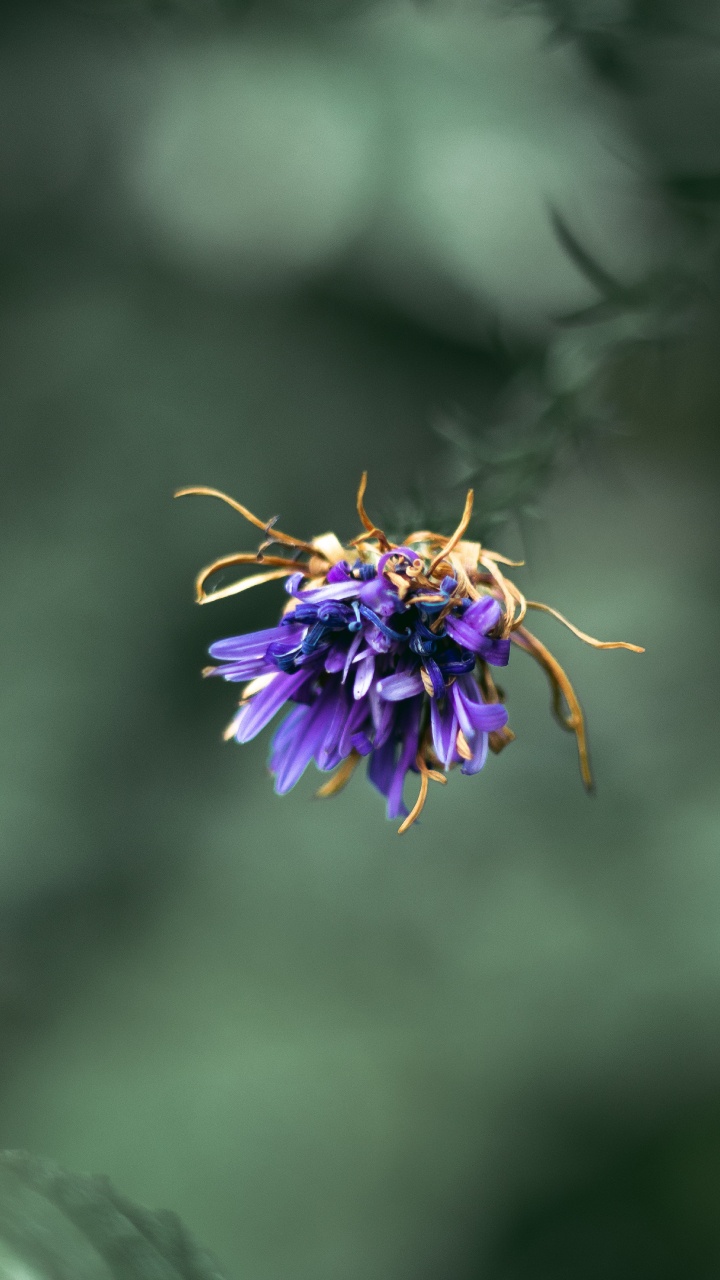 Lila Blume in Tilt-Shift-Linse. Wallpaper in 720x1280 Resolution