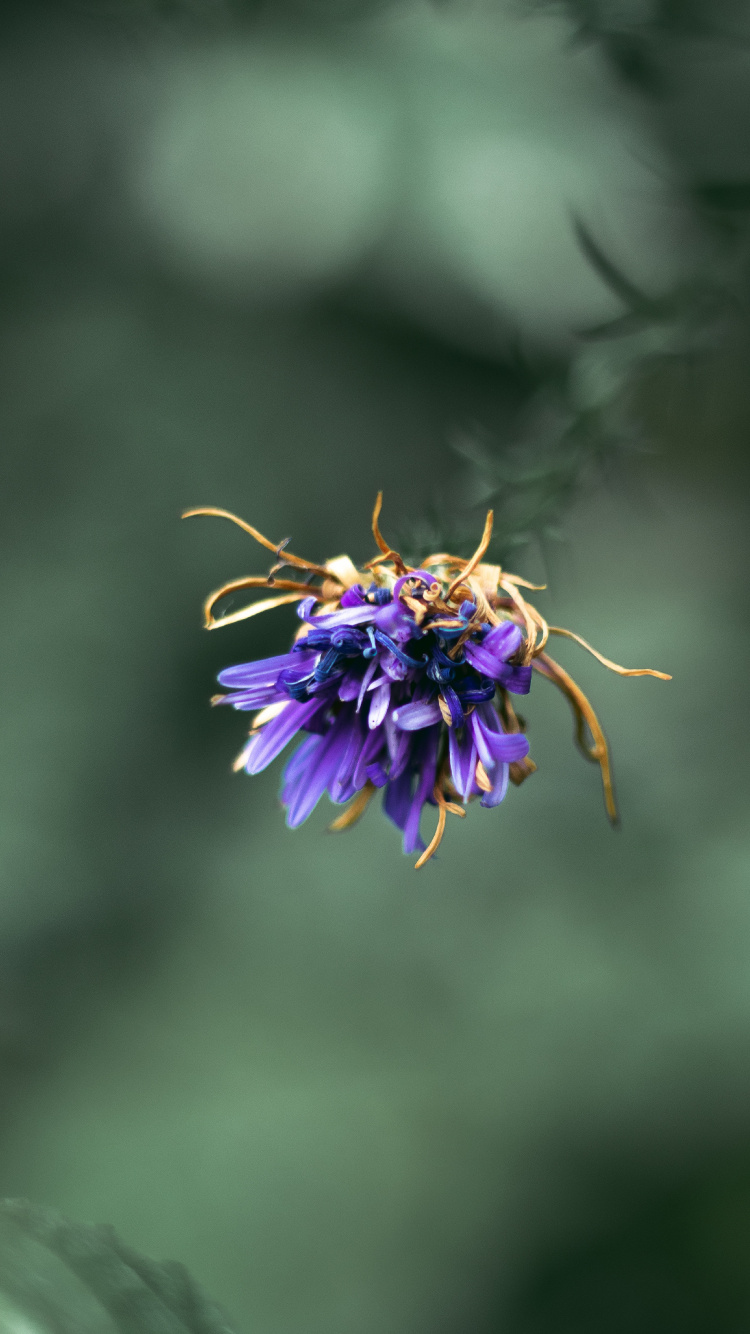 Lila Blume in Tilt-Shift-Linse. Wallpaper in 750x1334 Resolution