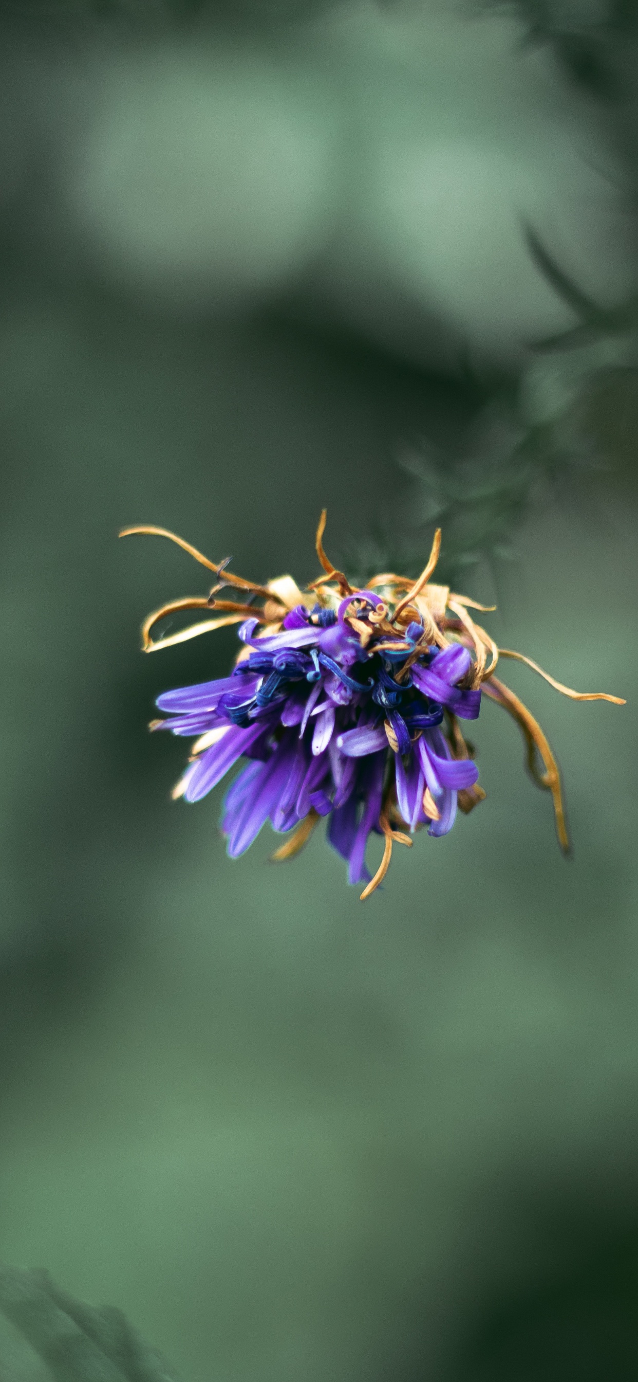 Purple Flower in Tilt Shift Lens. Wallpaper in 1242x2688 Resolution