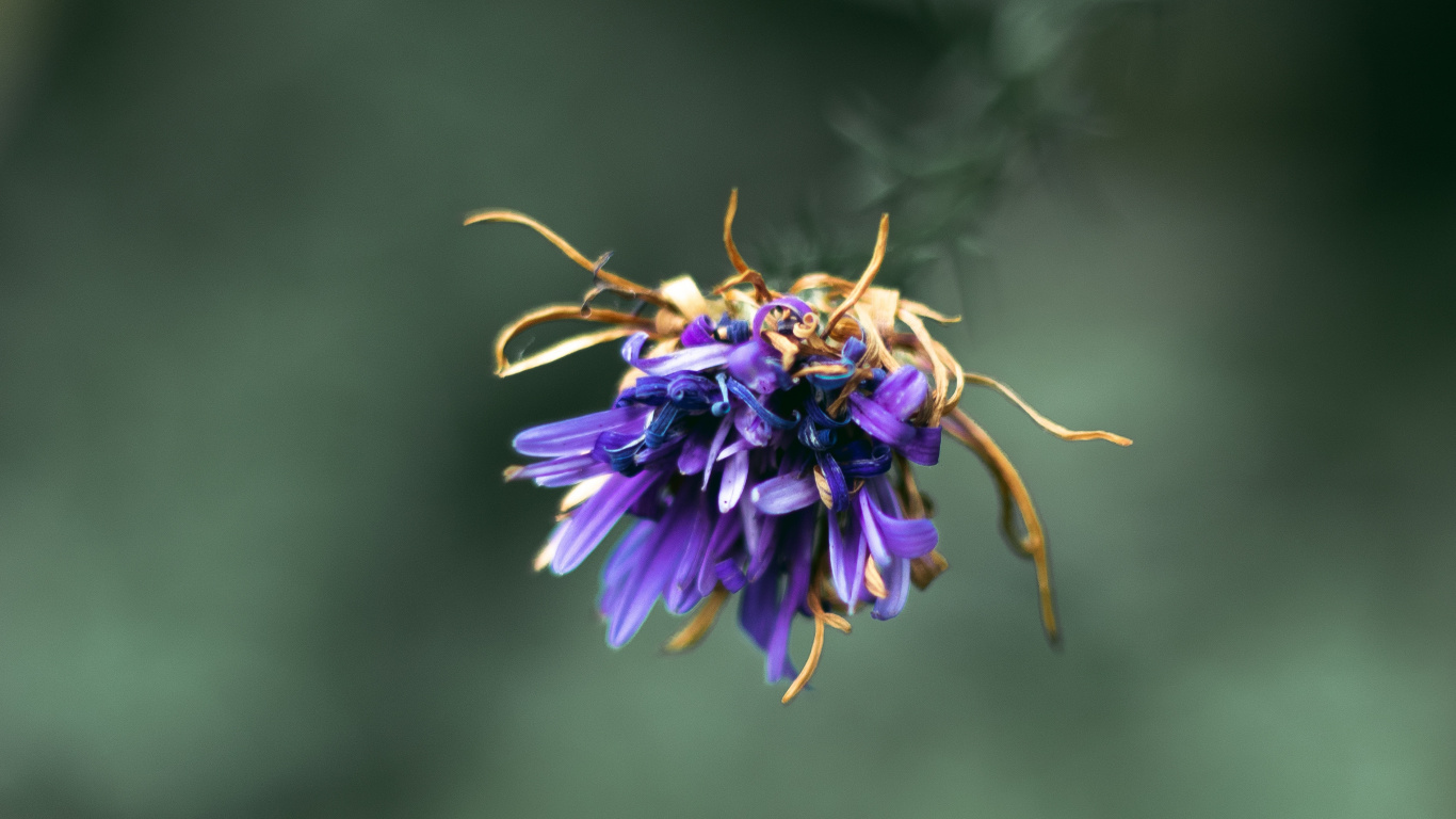 Purple Flower in Tilt Shift Lens. Wallpaper in 1366x768 Resolution