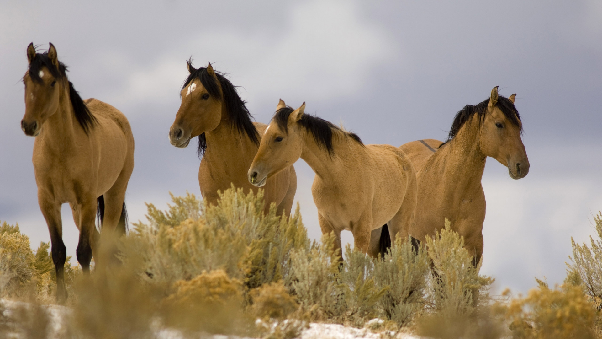 Tres Caballos Marrones en Campo Blanco Durante el Día. Wallpaper in 1920x1080 Resolution