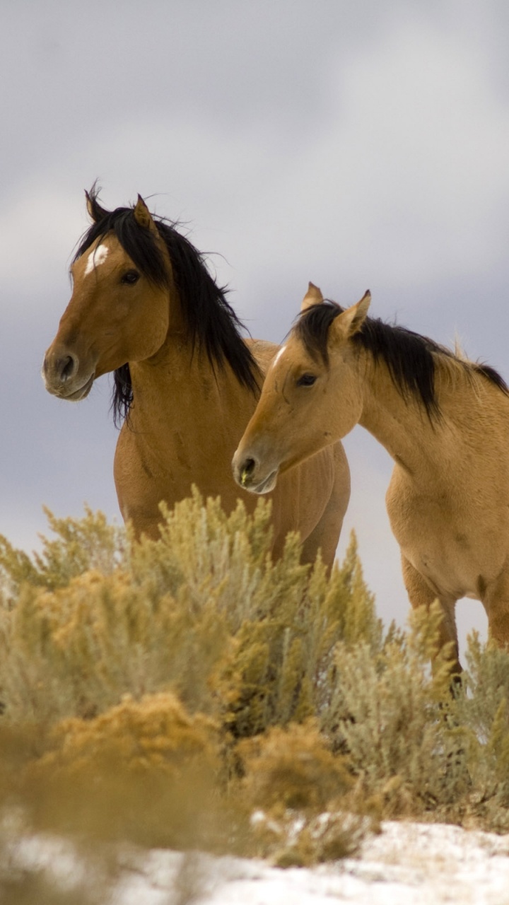 Trois Chevaux Bruns Sur Champ Blanc Pendant la Journée. Wallpaper in 720x1280 Resolution