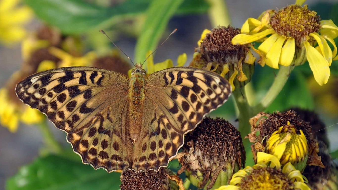Brown and Black Butterfly Perched on Green Leaf in Close up Photography During Daytime. Wallpaper in 1366x768 Resolution