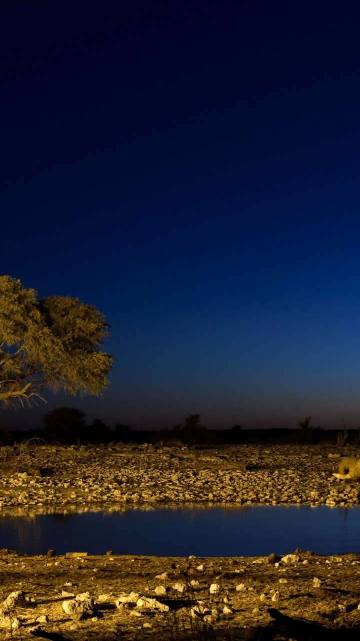 Braunes Tier Auf Braunem Feld Tagsüber. Wallpaper in 720x1280 Resolution