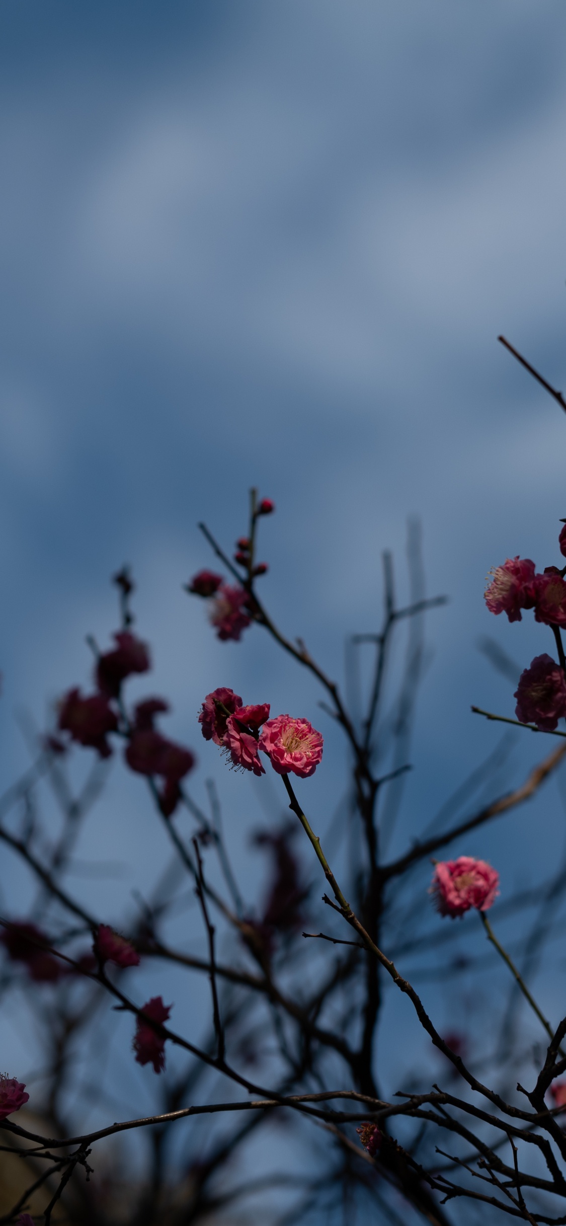 Flower, Branch, Blue, Tree, Red. Wallpaper in 1125x2436 Resolution