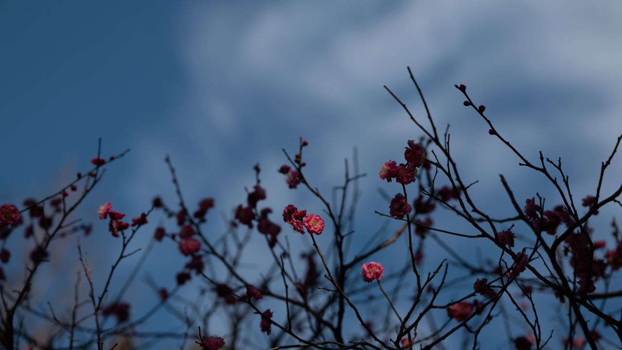 Flower, Branch, Blue, Tree, Red. Wallpaper in 1280x720 Resolution