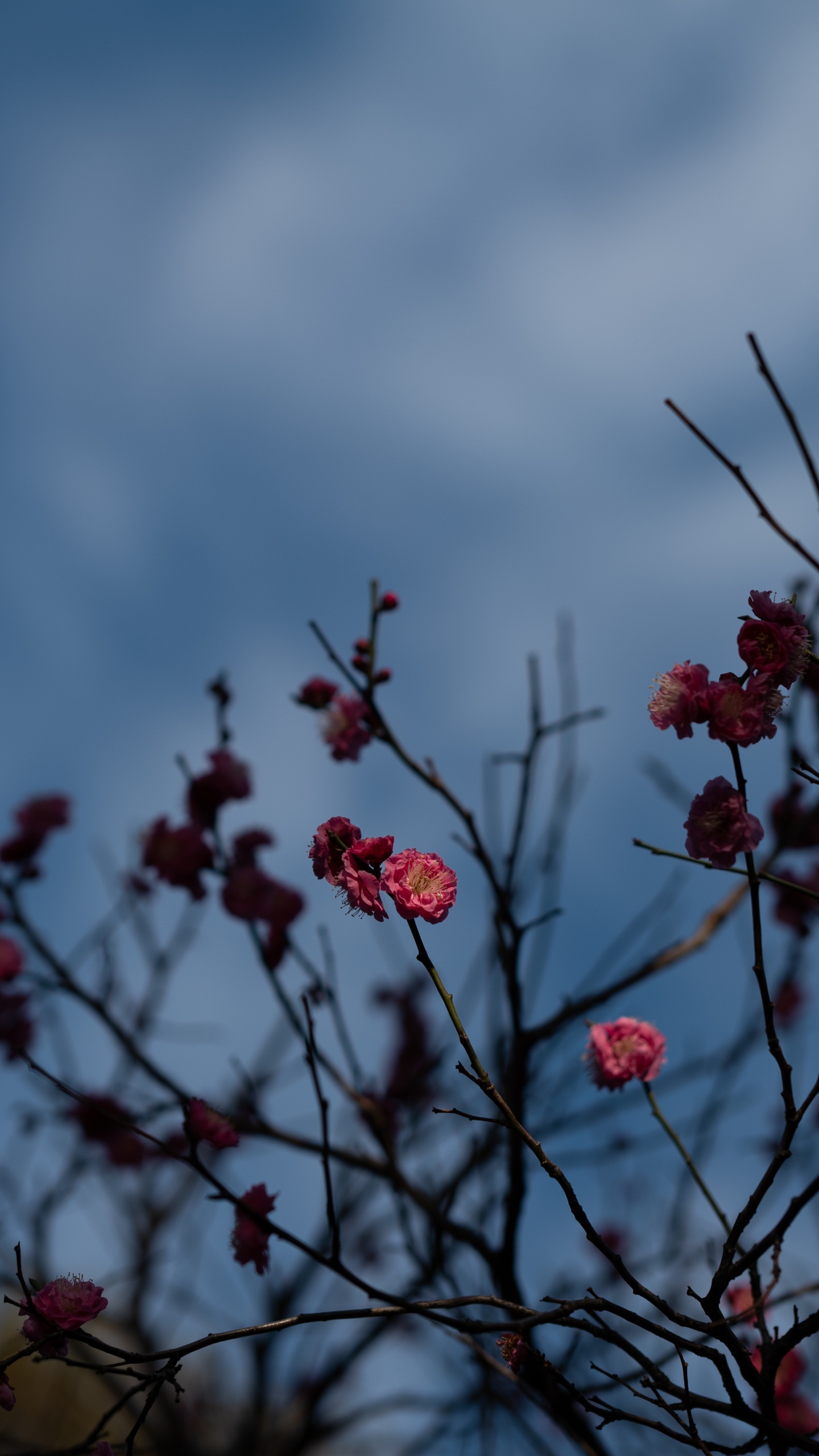 Flower, Branch, Blue, Tree, Red. Wallpaper in 1440x2560 Resolution