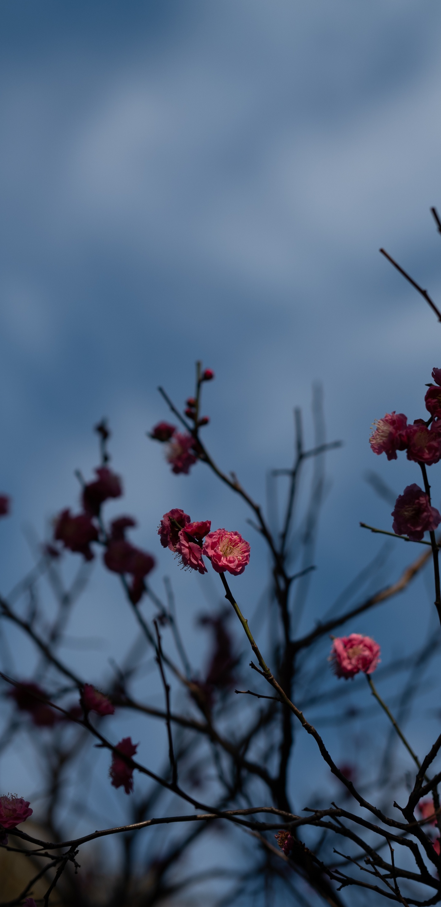 Flower, Branch, Blue, Tree, Red. Wallpaper in 1440x2960 Resolution