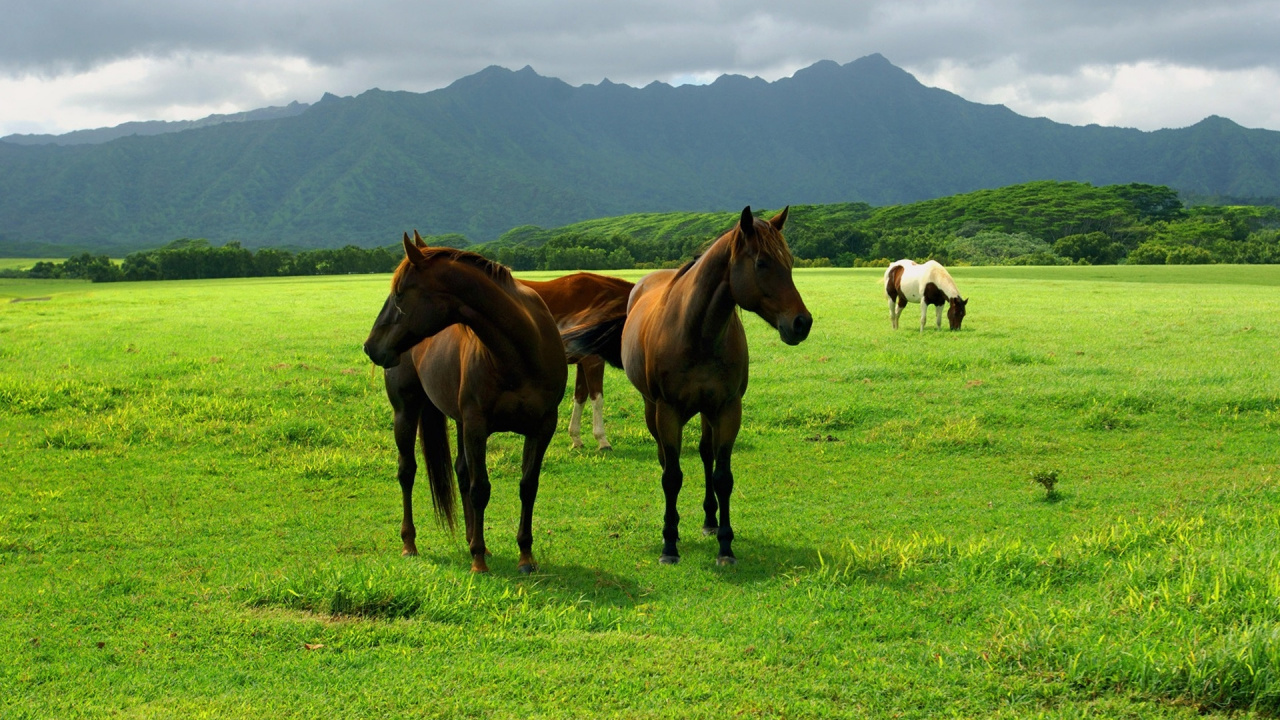 Cheval Brun Sur Terrain D'herbe Verte Pendant la Journée. Wallpaper in 1280x720 Resolution
