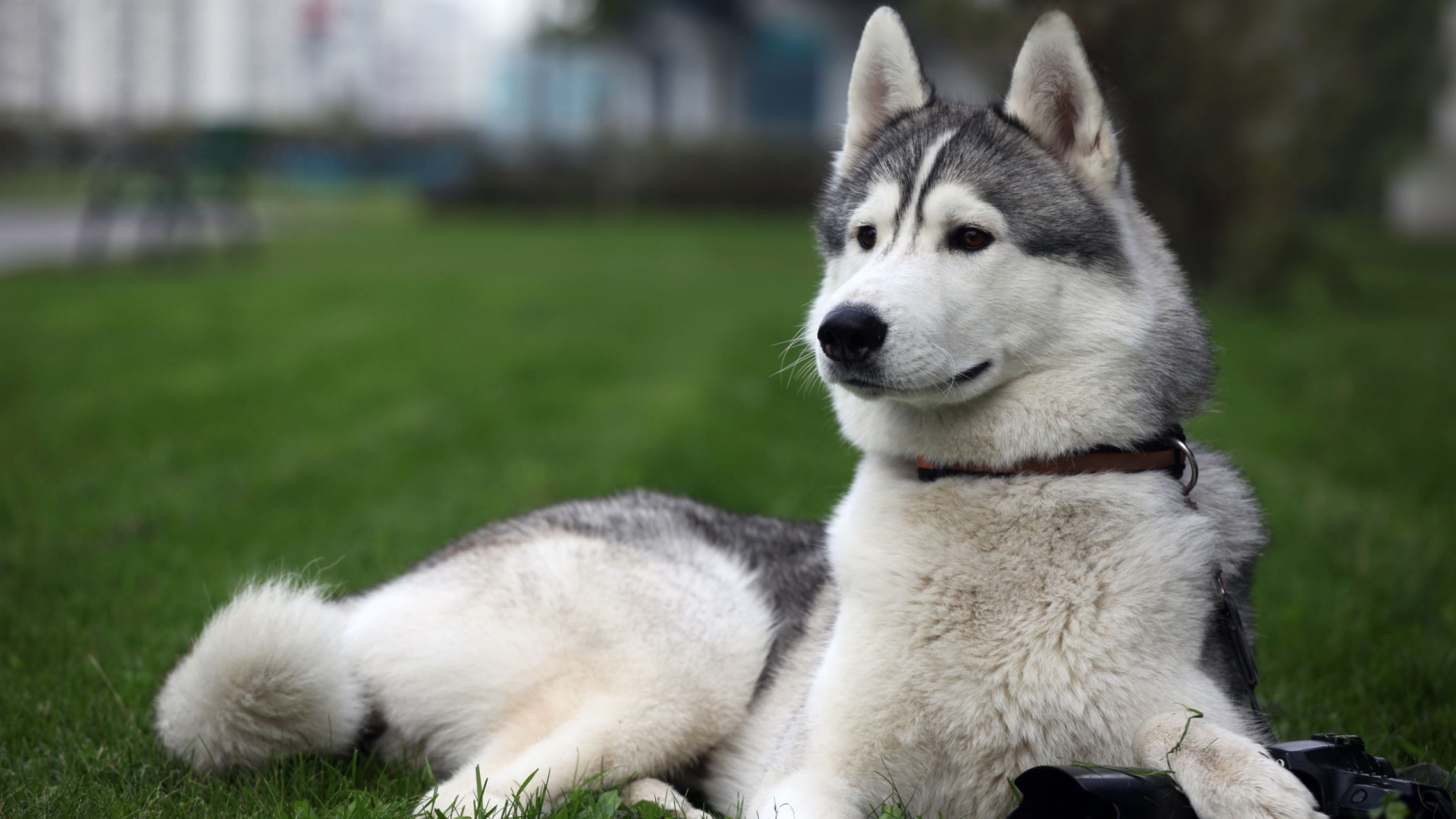 White and Black Siberian Husky Puppy on Green Grass Field During Daytime. Wallpaper in 1920x1080 Resolution