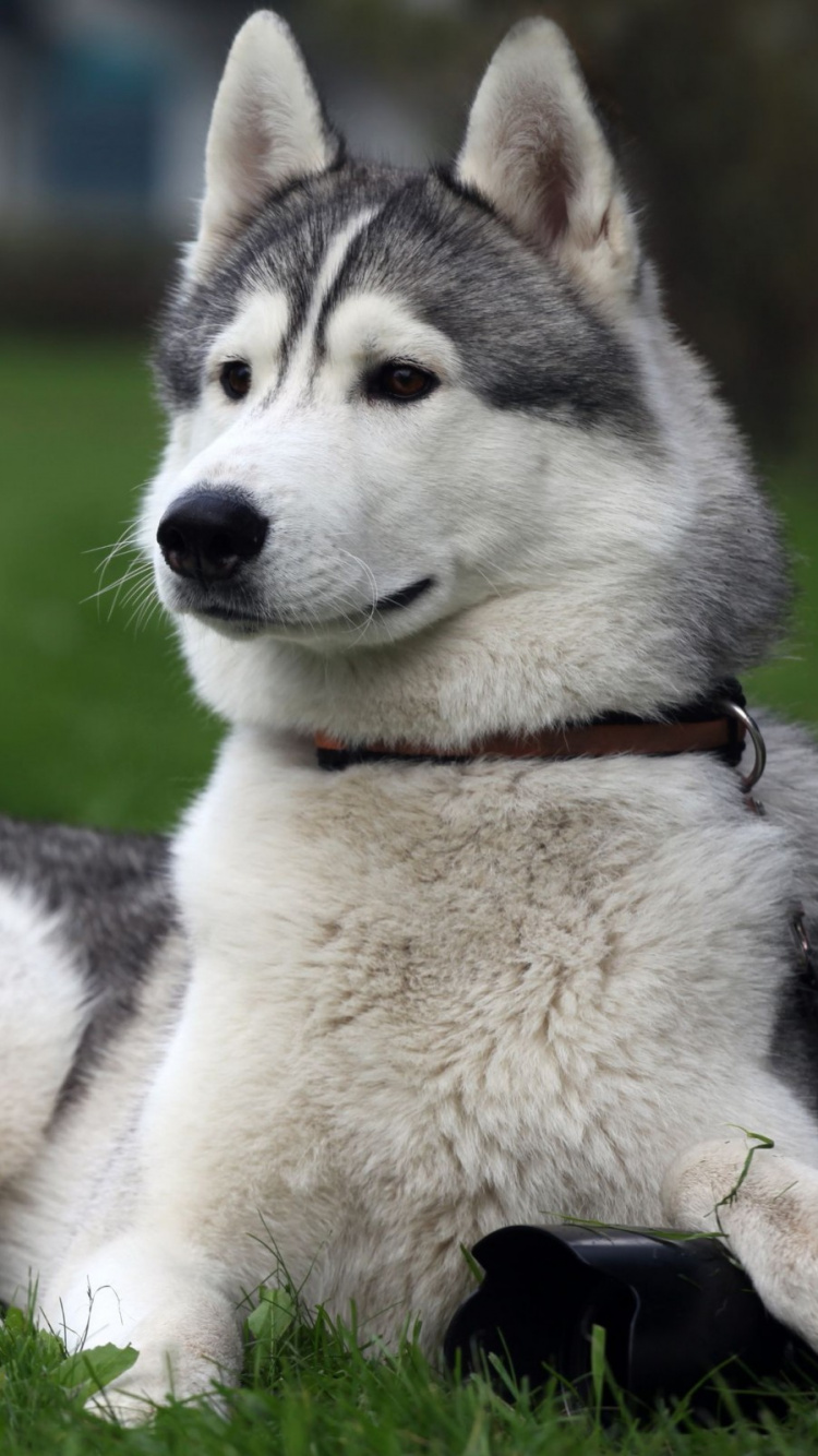 Chiot Husky Sibérien Blanc et Noir Sur Terrain D'herbe Verte Pendant la Journée. Wallpaper in 750x1334 Resolution