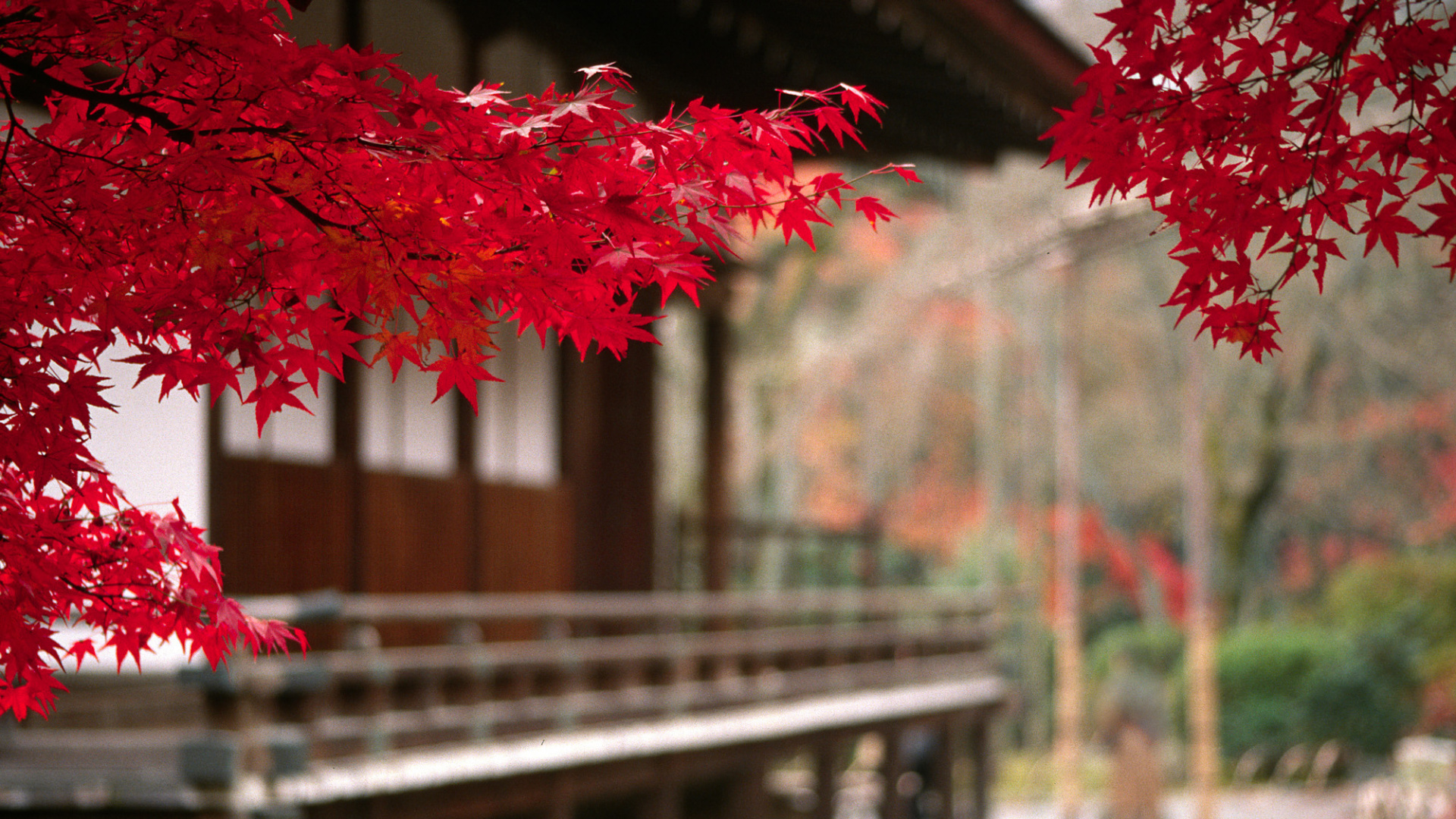Árbol de Arce Rojo en el Puente. Wallpaper in 1920x1080 Resolution