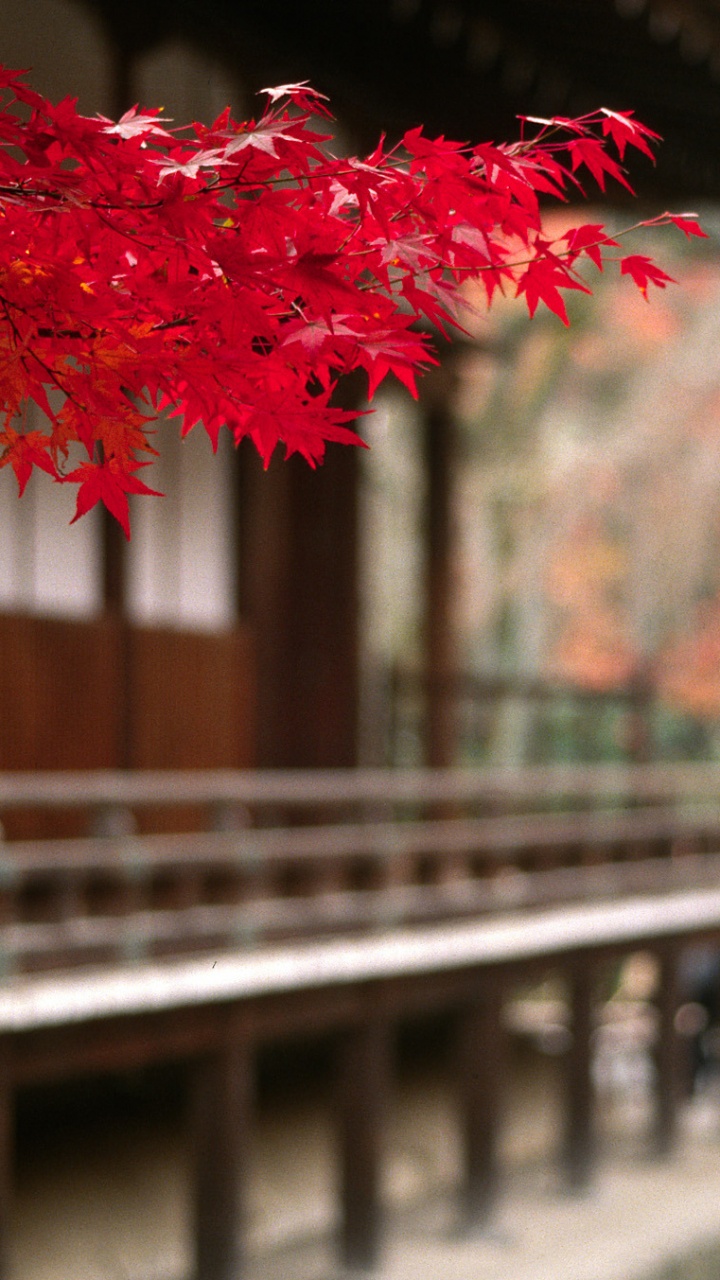 Red Maple Tree on Bridge. Wallpaper in 720x1280 Resolution
