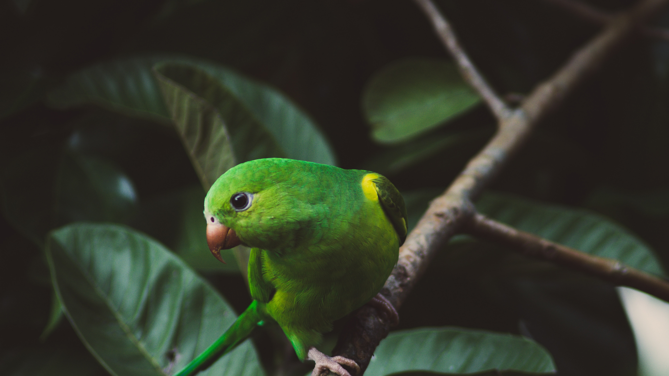 Pájaro Verde y Amarillo en la Rama de un Árbol. Wallpaper in 2560x1440 Resolution