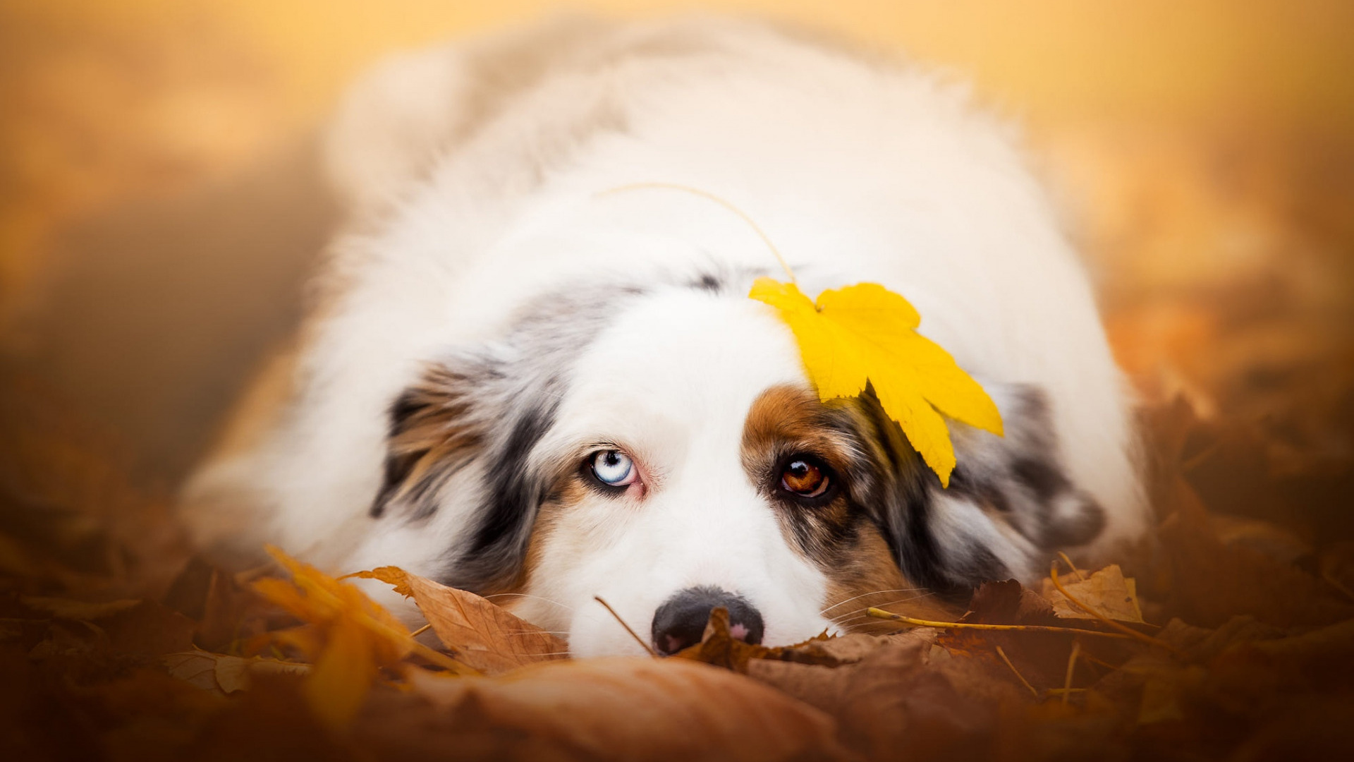 Chien, Berger Australien, Race de Chien, Canidés, Carnivores. Wallpaper in 1920x1080 Resolution