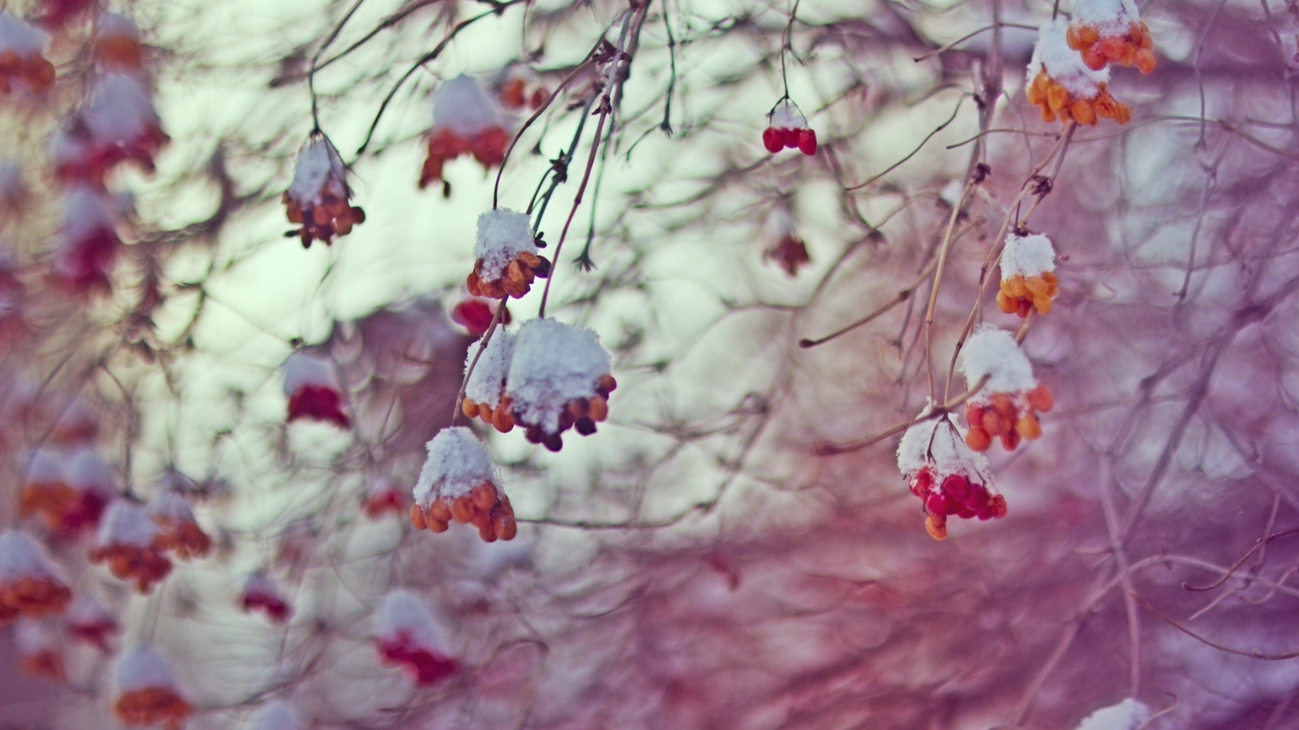 Fleurs Rouges Sur Une Branche D'arbre Marron. Wallpaper in 2560x1440 Resolution