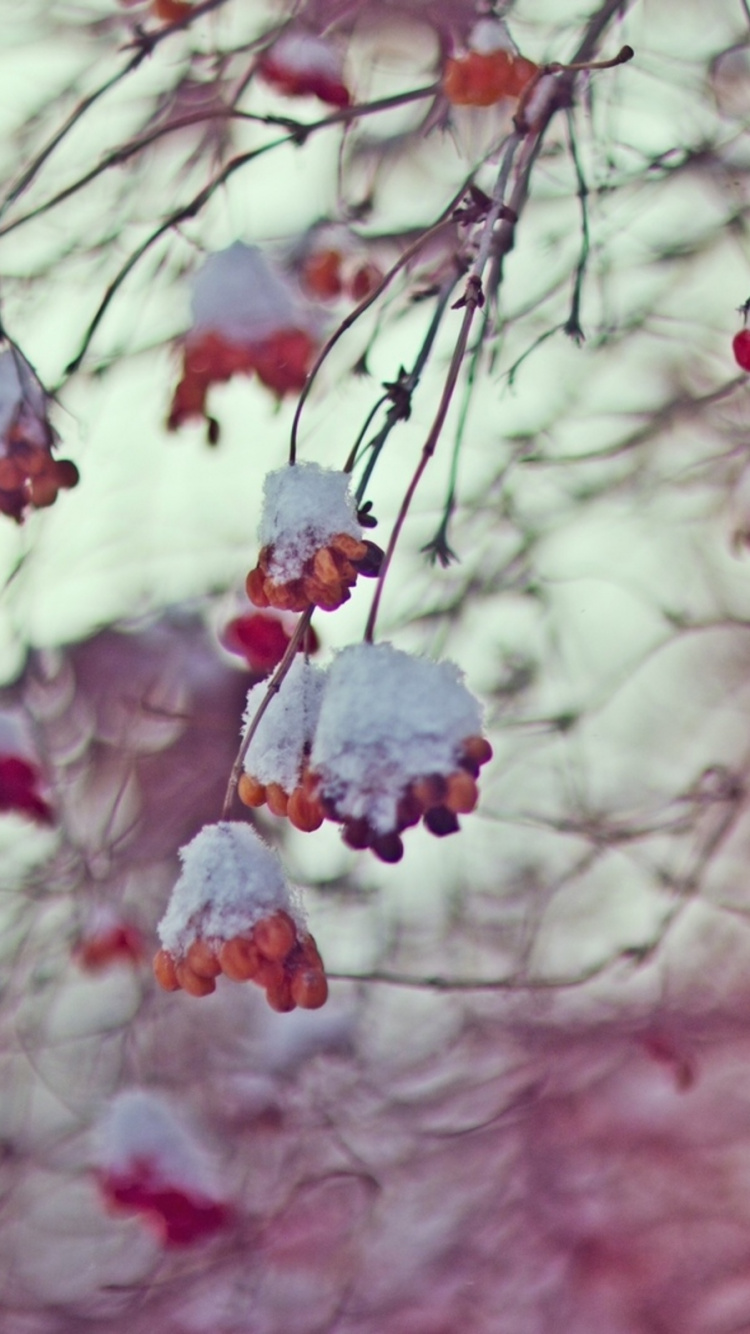 Red Flowers on Brown Tree Branch. Wallpaper in 750x1334 Resolution