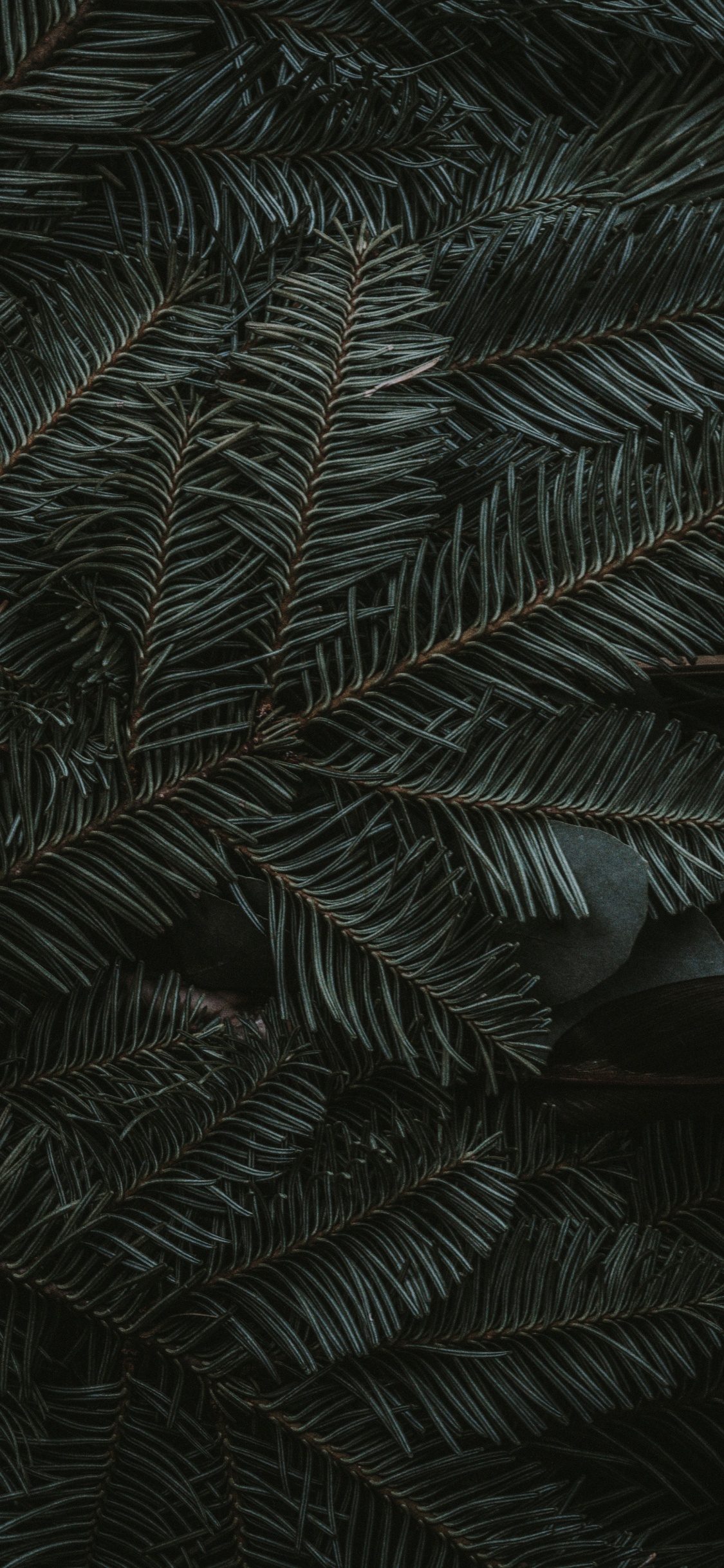 Midnight Green, Ios, Apples, Terrestrial Plant, Larch. Wallpaper in 1125x2436 Resolution