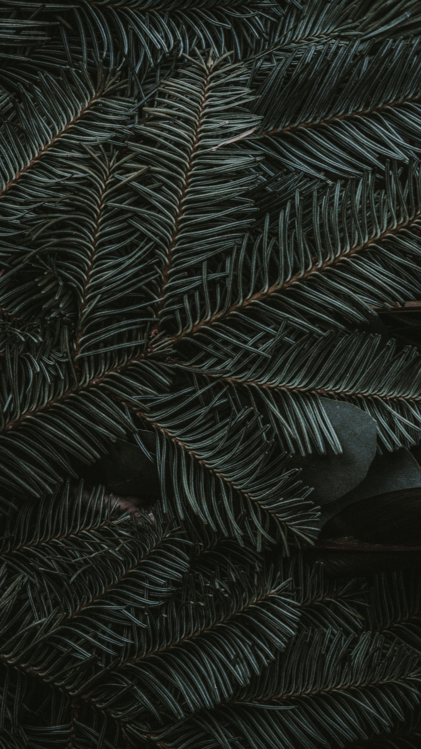 Midnight Green, Ios, Apples, Terrestrial Plant, Larch. Wallpaper in 1440x2560 Resolution