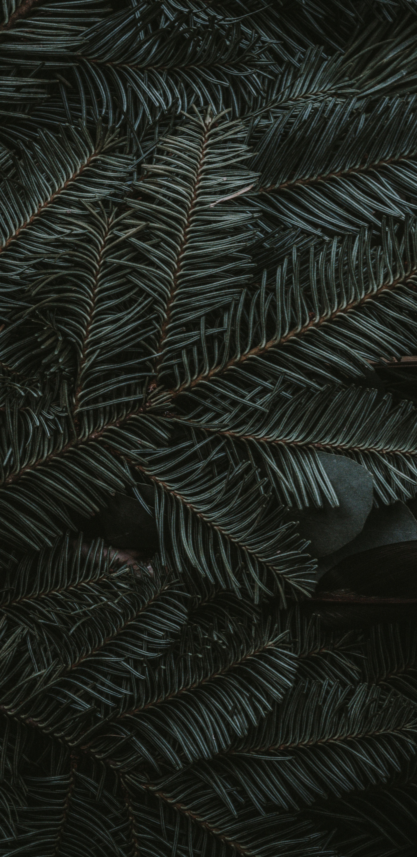 Midnight Green, Ios, Apples, Terrestrial Plant, Larch. Wallpaper in 1440x2960 Resolution