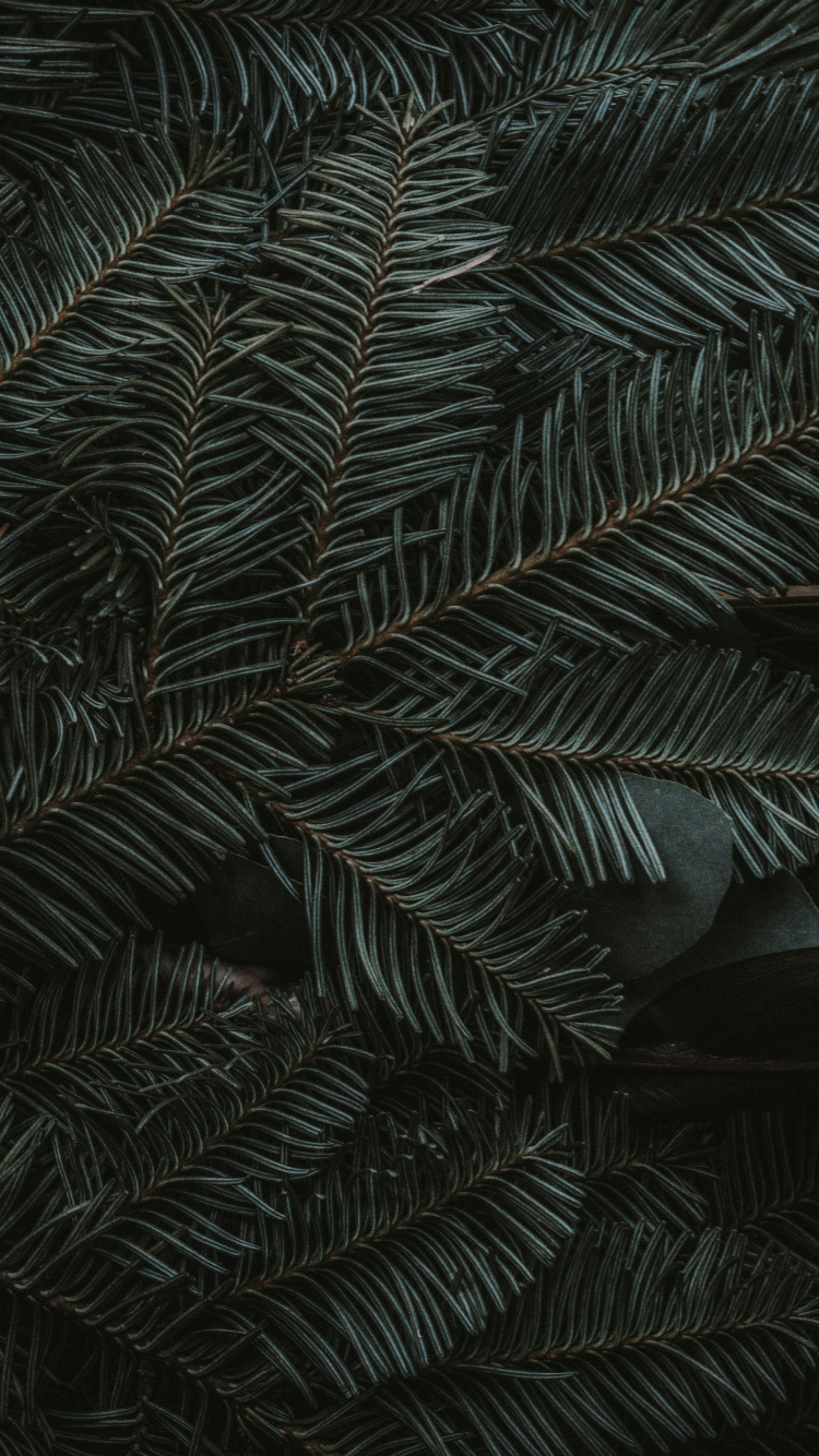 Midnight Green, Ios, Apples, Terrestrial Plant, Larch. Wallpaper in 750x1334 Resolution