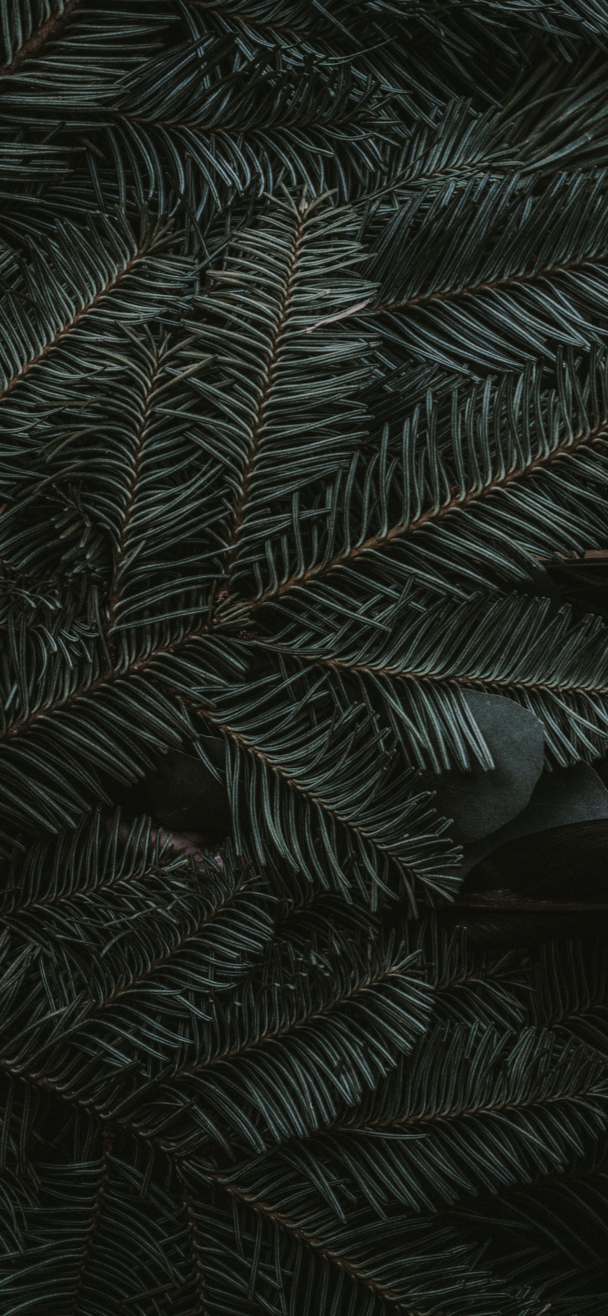 Verde Medianoche, Ios, Manzana, Planta Terrestre, Alerce. Wallpaper in 1242x2688 Resolution