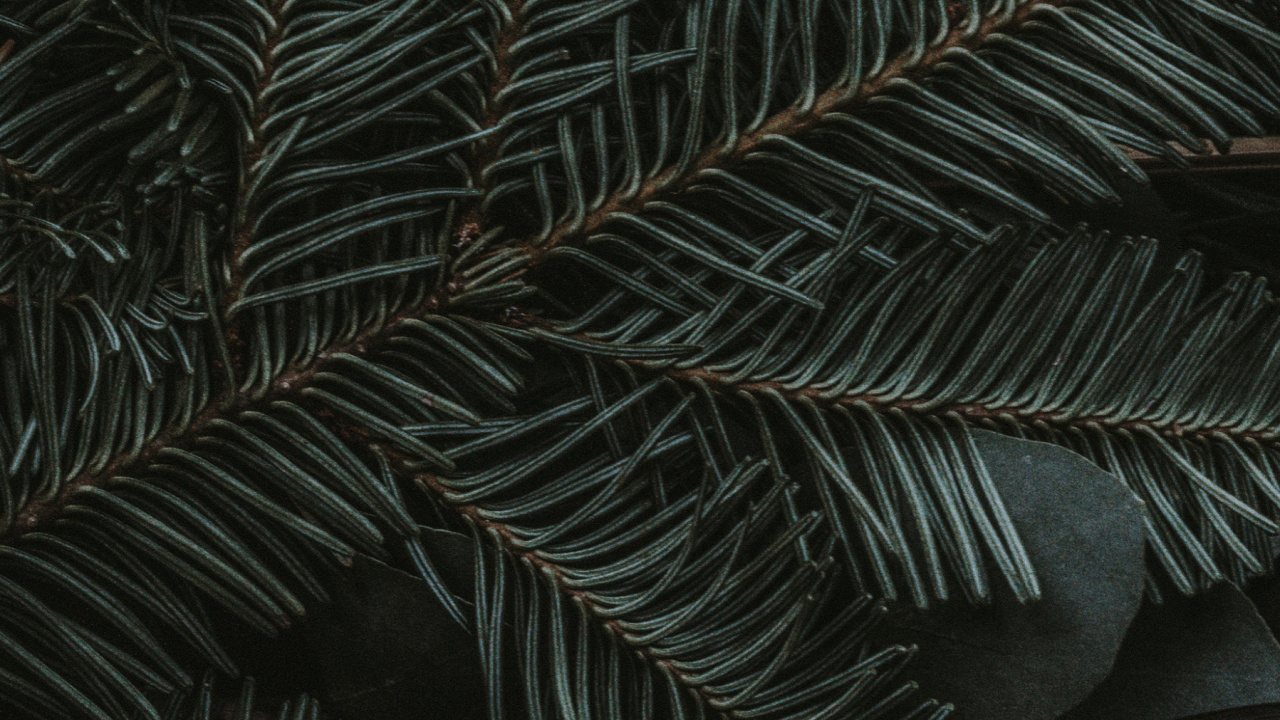 Verde Medianoche, Ios, Manzana, Planta Terrestre, Alerce. Wallpaper in 1280x720 Resolution