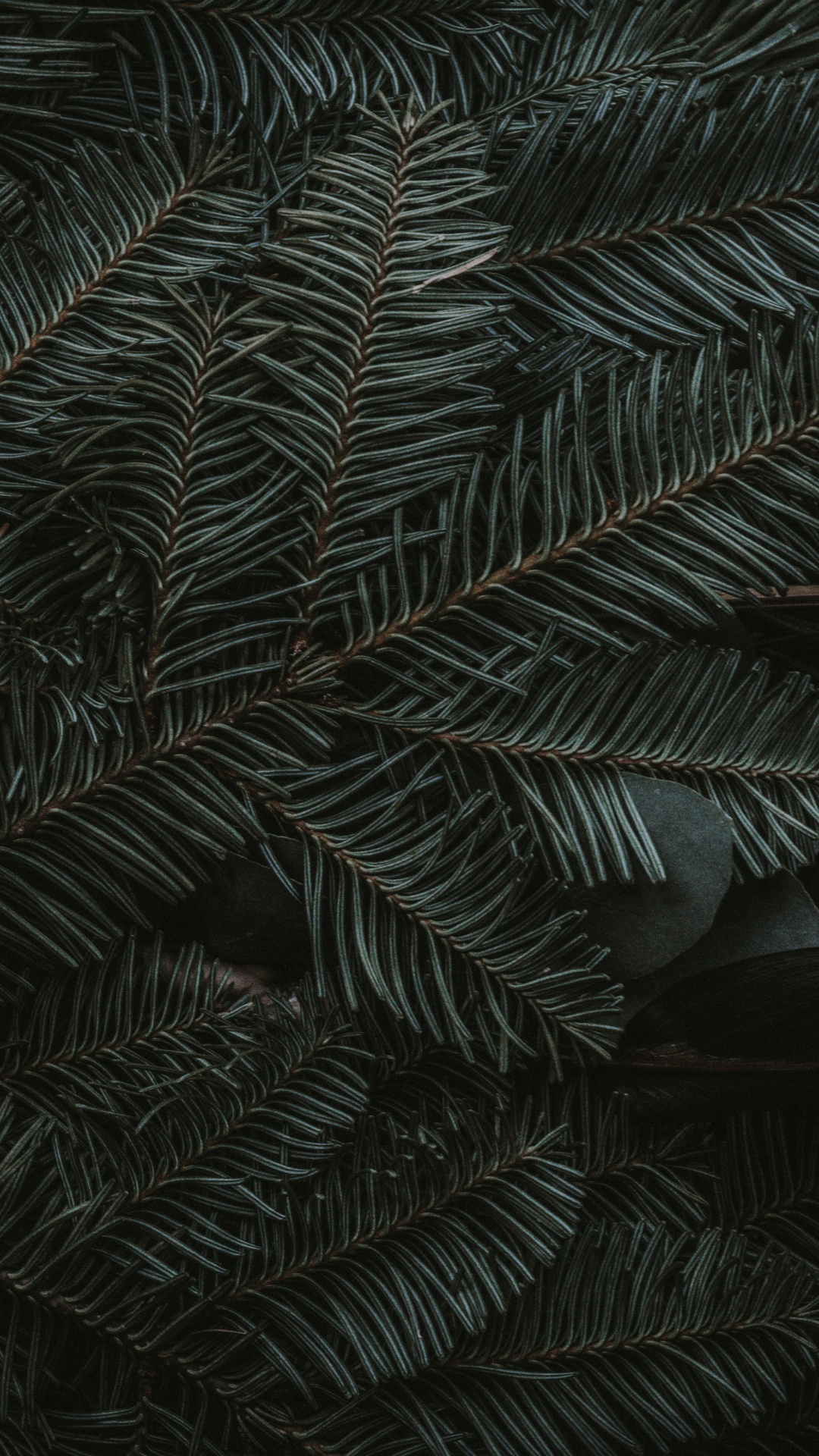 Vert Minuit, IOS, Apple, Plante Terrestre, Mélèze. Wallpaper in 1080x1920 Resolution