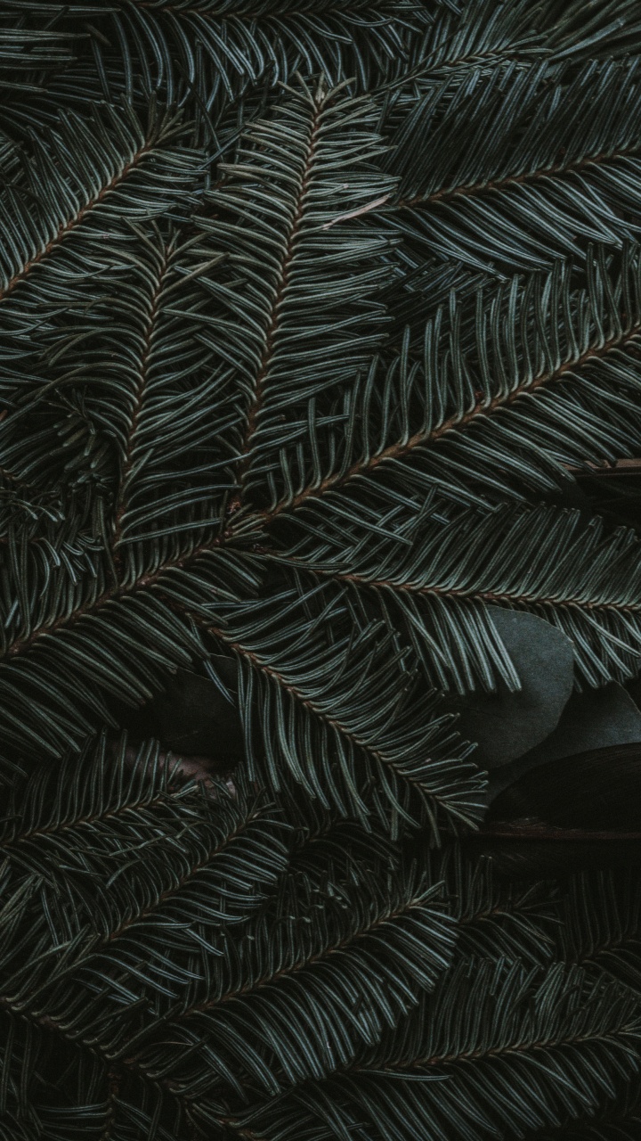 Vert Minuit, IOS, Apple, Plante Terrestre, Mélèze. Wallpaper in 720x1280 Resolution